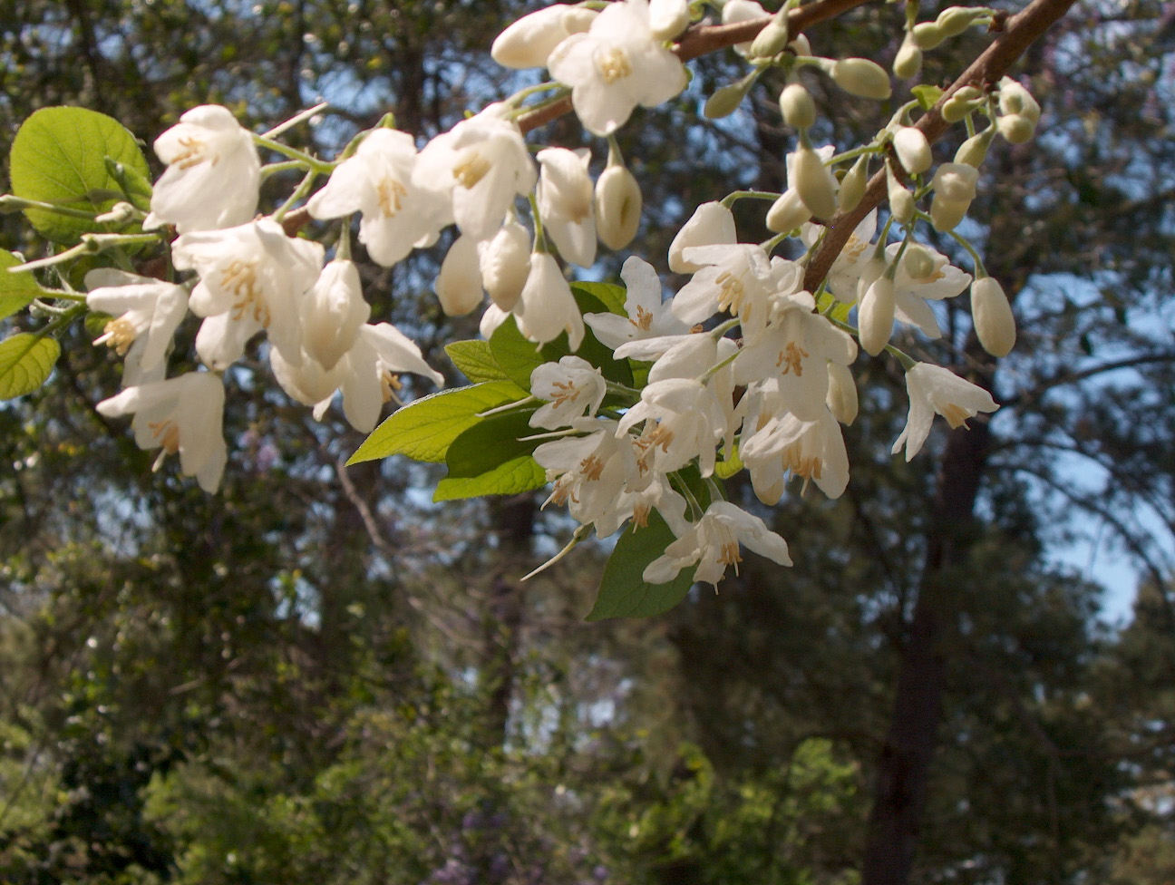 Halesia diptera  / Halesia diptera 