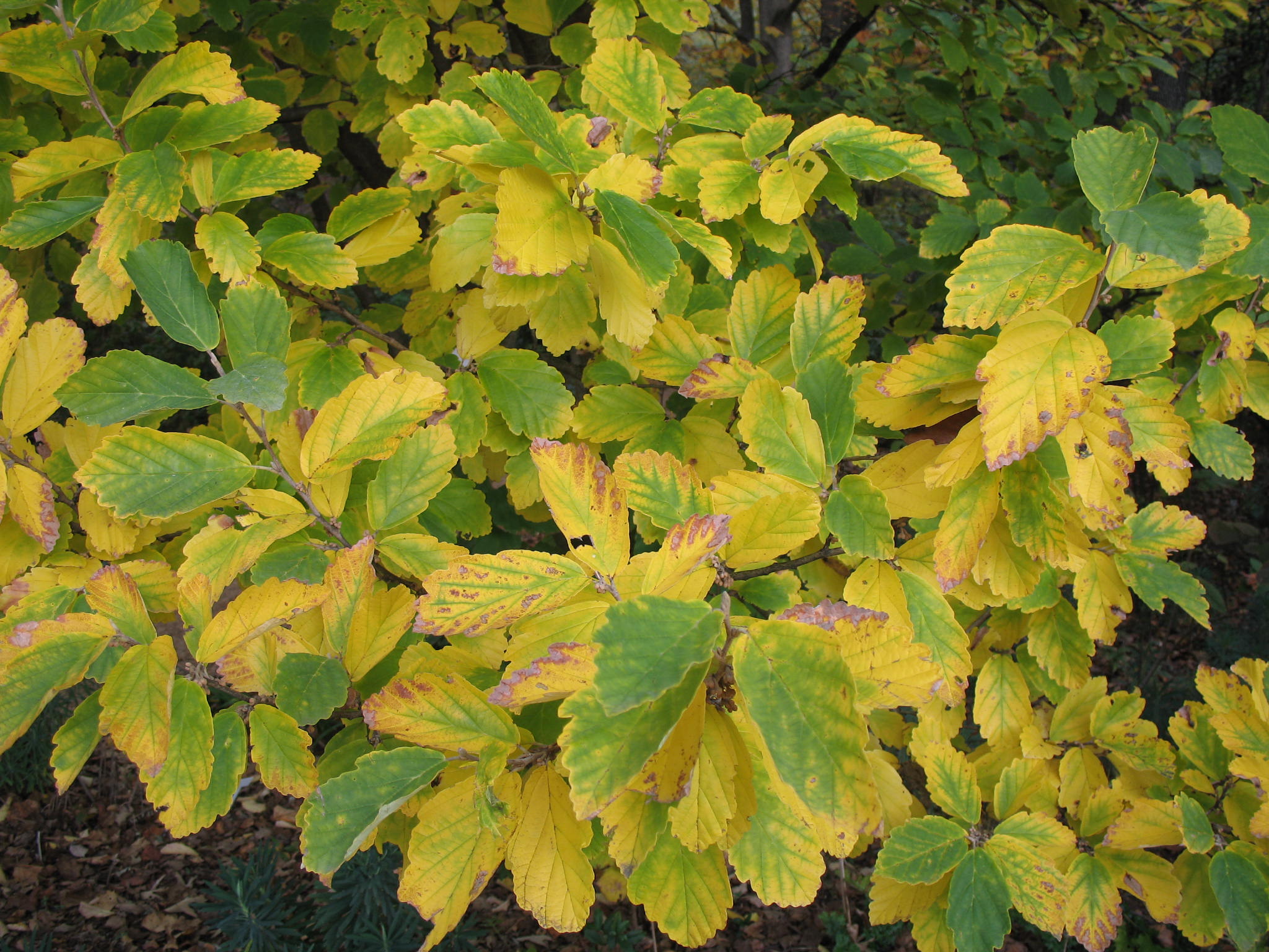 Hamamelis vernalis / Hamamelis vernalis