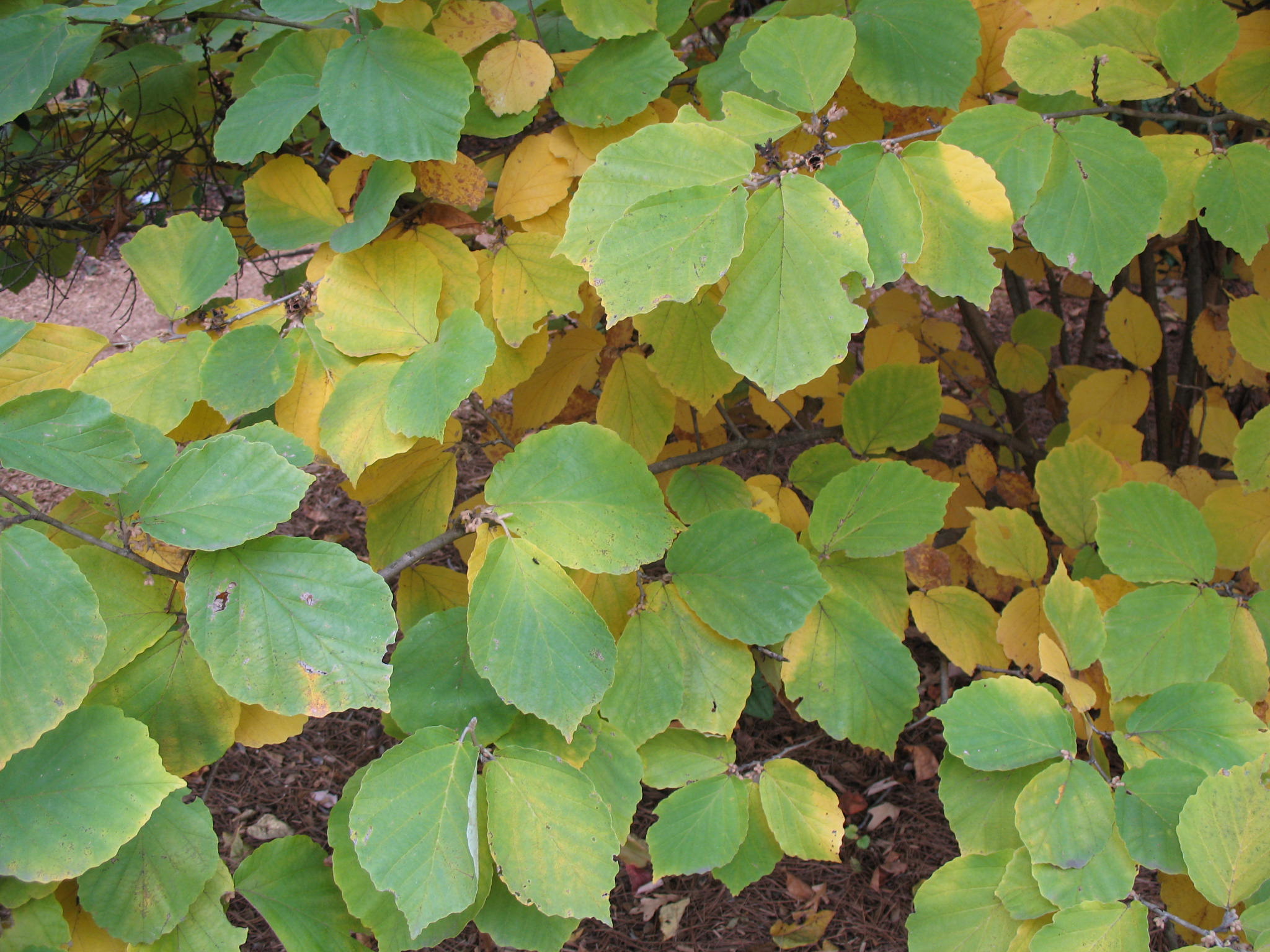 Hamamelis x intermedia 'Diane'   / Diane Witch Hazel