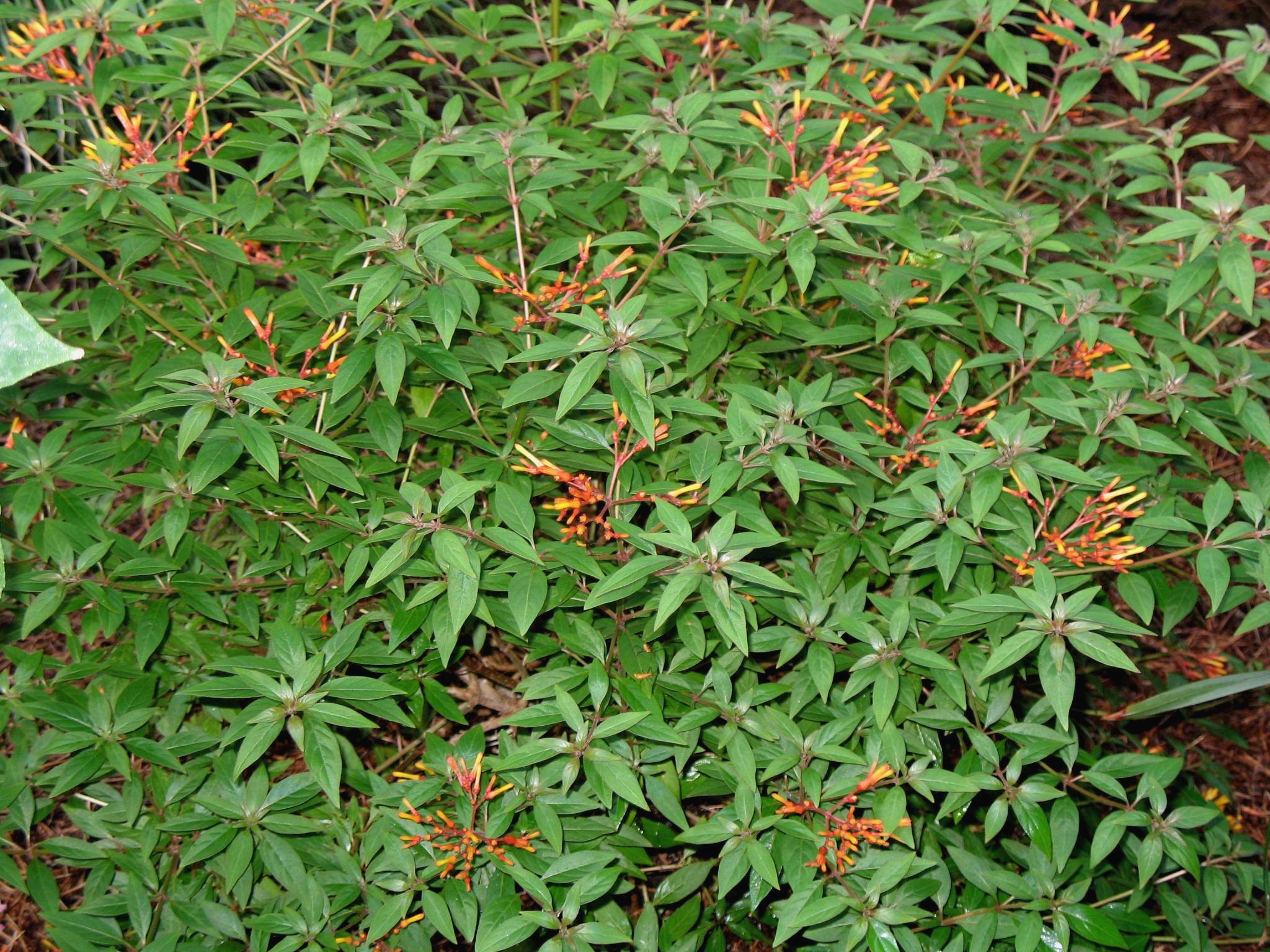 Hamelia patens 'Firefly'    / Firefly Firebush