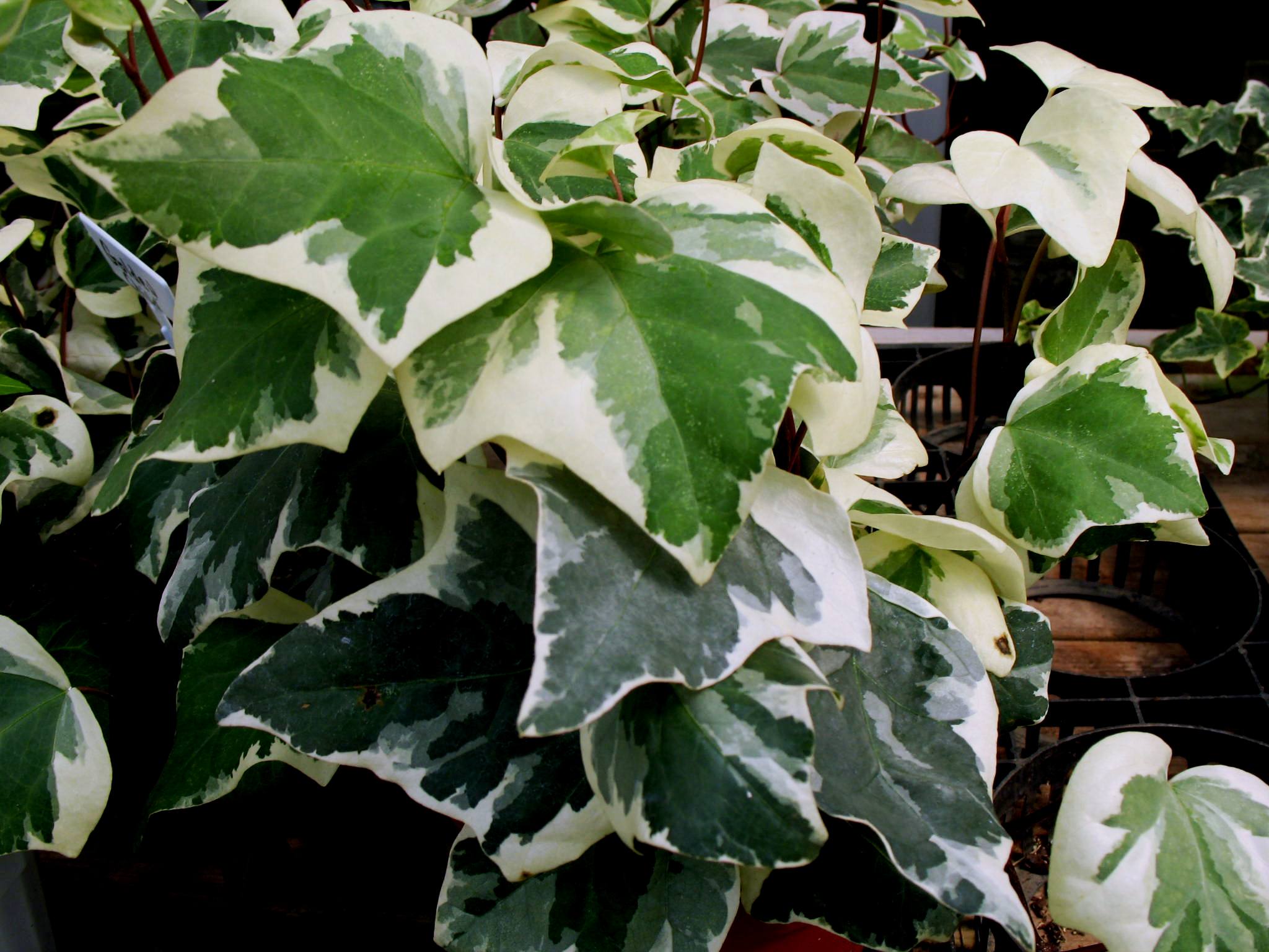 Hedera 'Golden Child'   / Golden Child Ivy