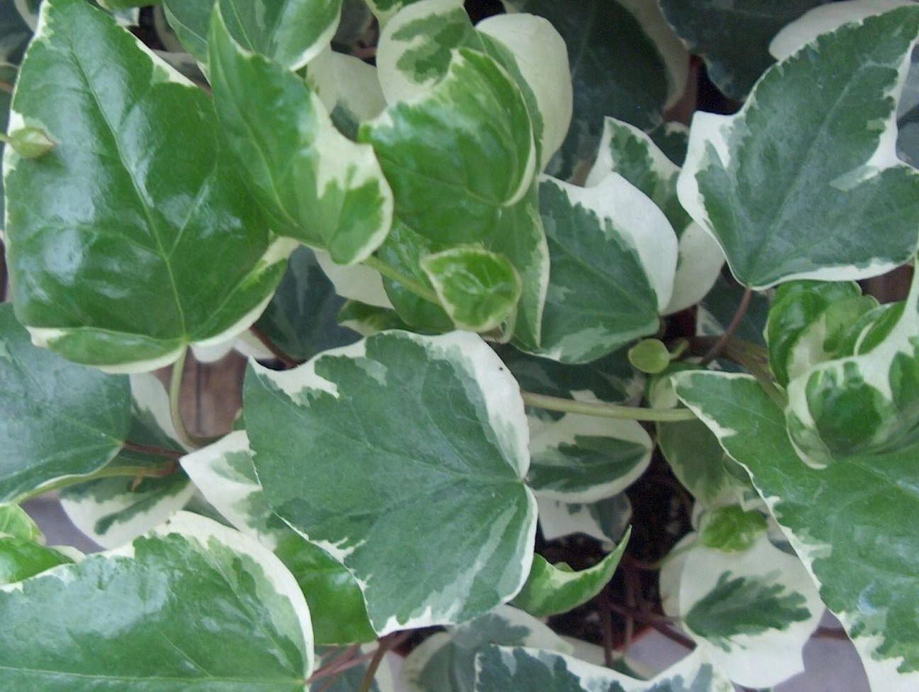 Hedera canariensis 'Variegata'   / Variegated Algerian Ivy