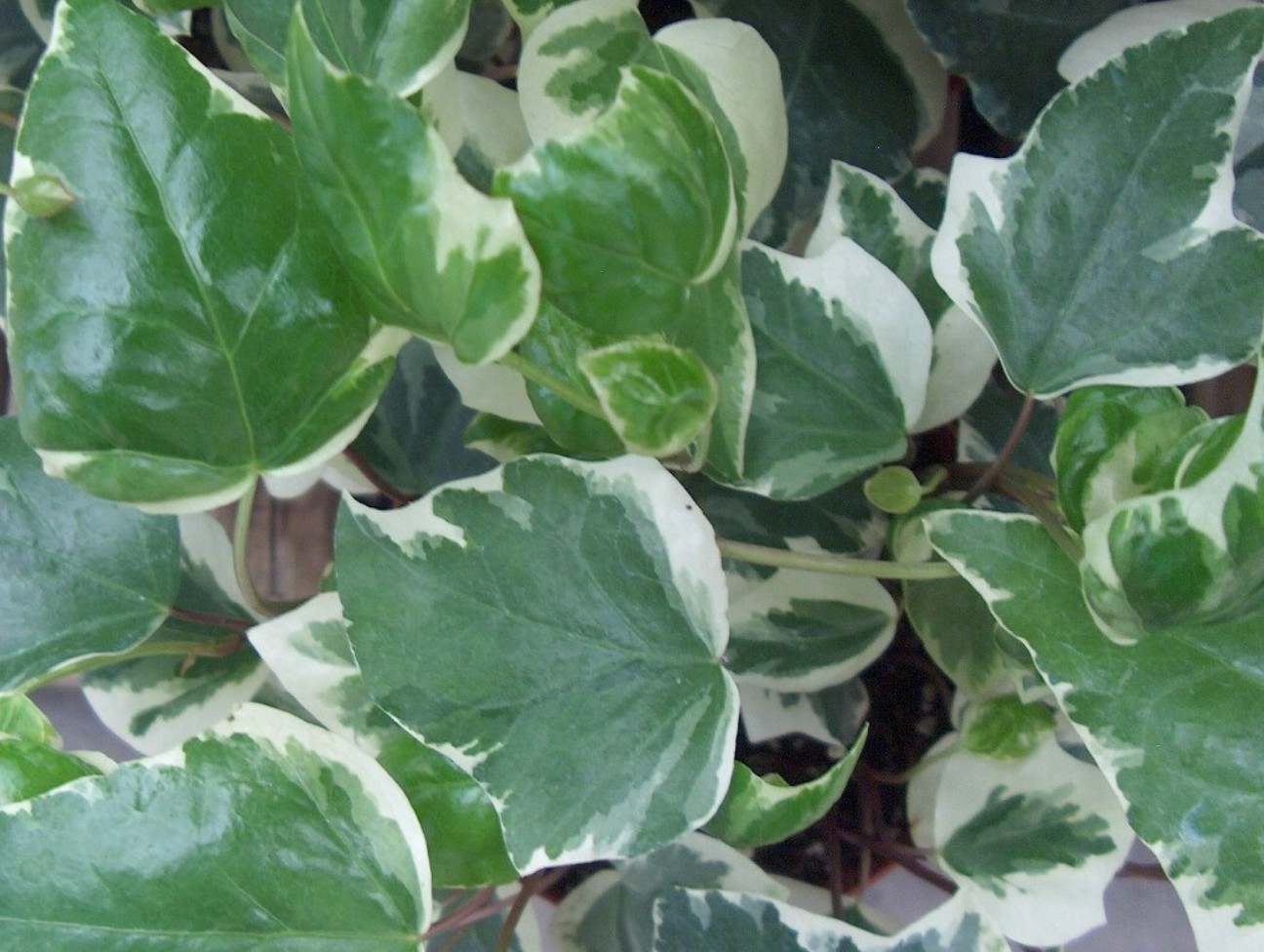 Hedera canariensis 'Variegata'   / Hedera canariensis 'Variegata'  