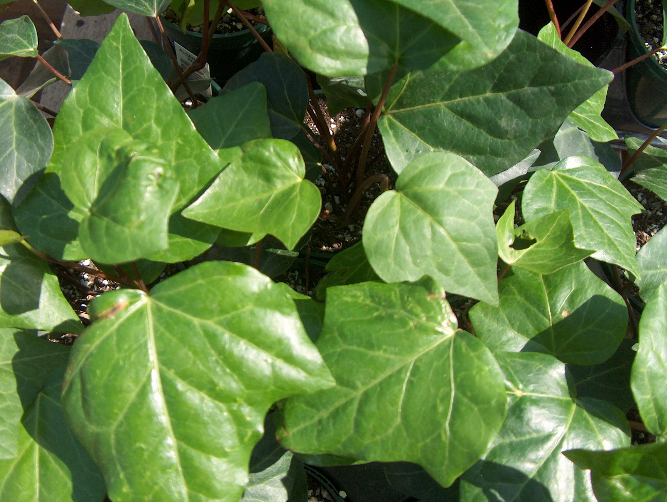 Hedera canariensis / Hedera canariensis