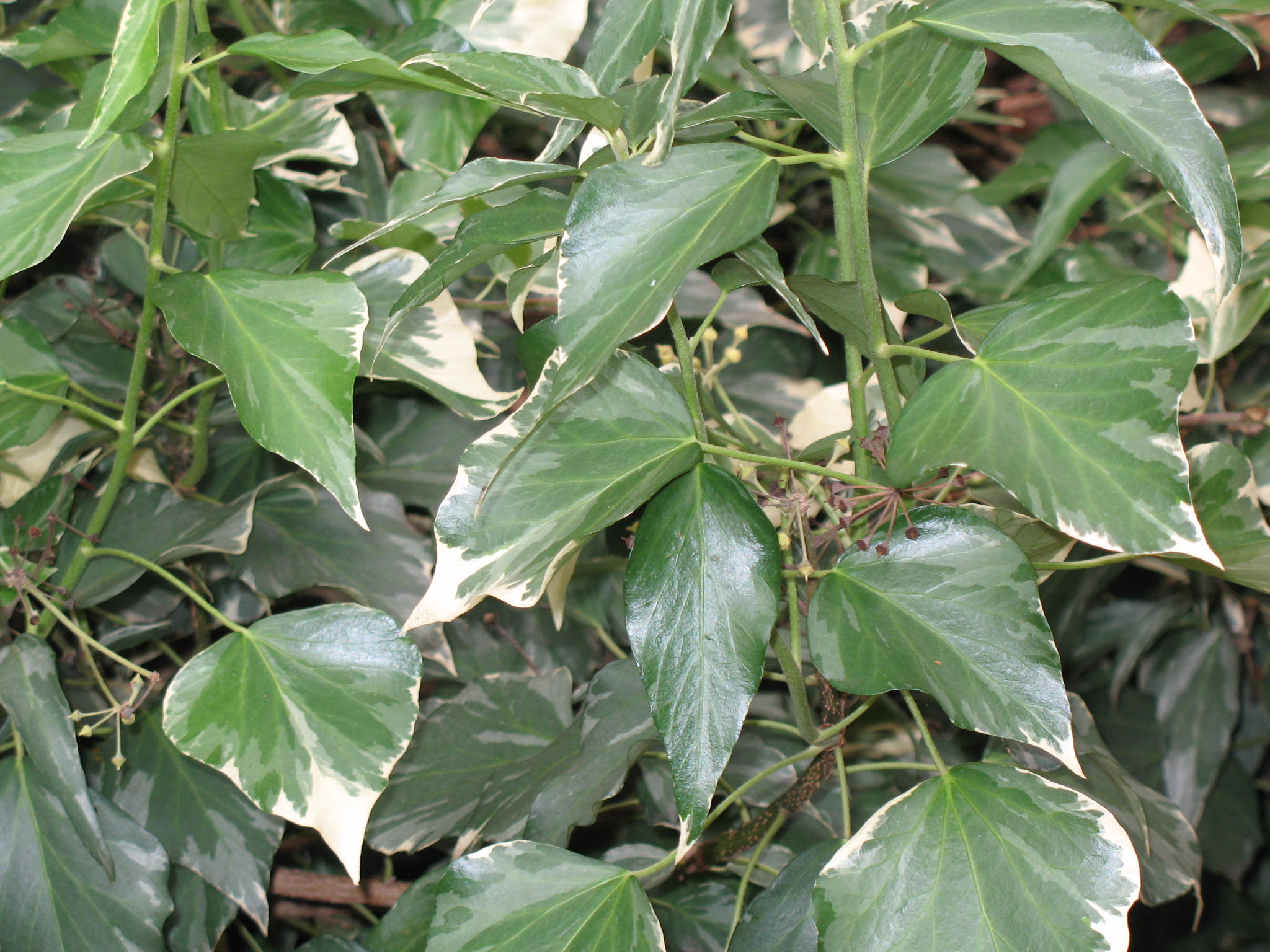 Hedera helix 'Arborescens Glacier'   / Glacier Ivy