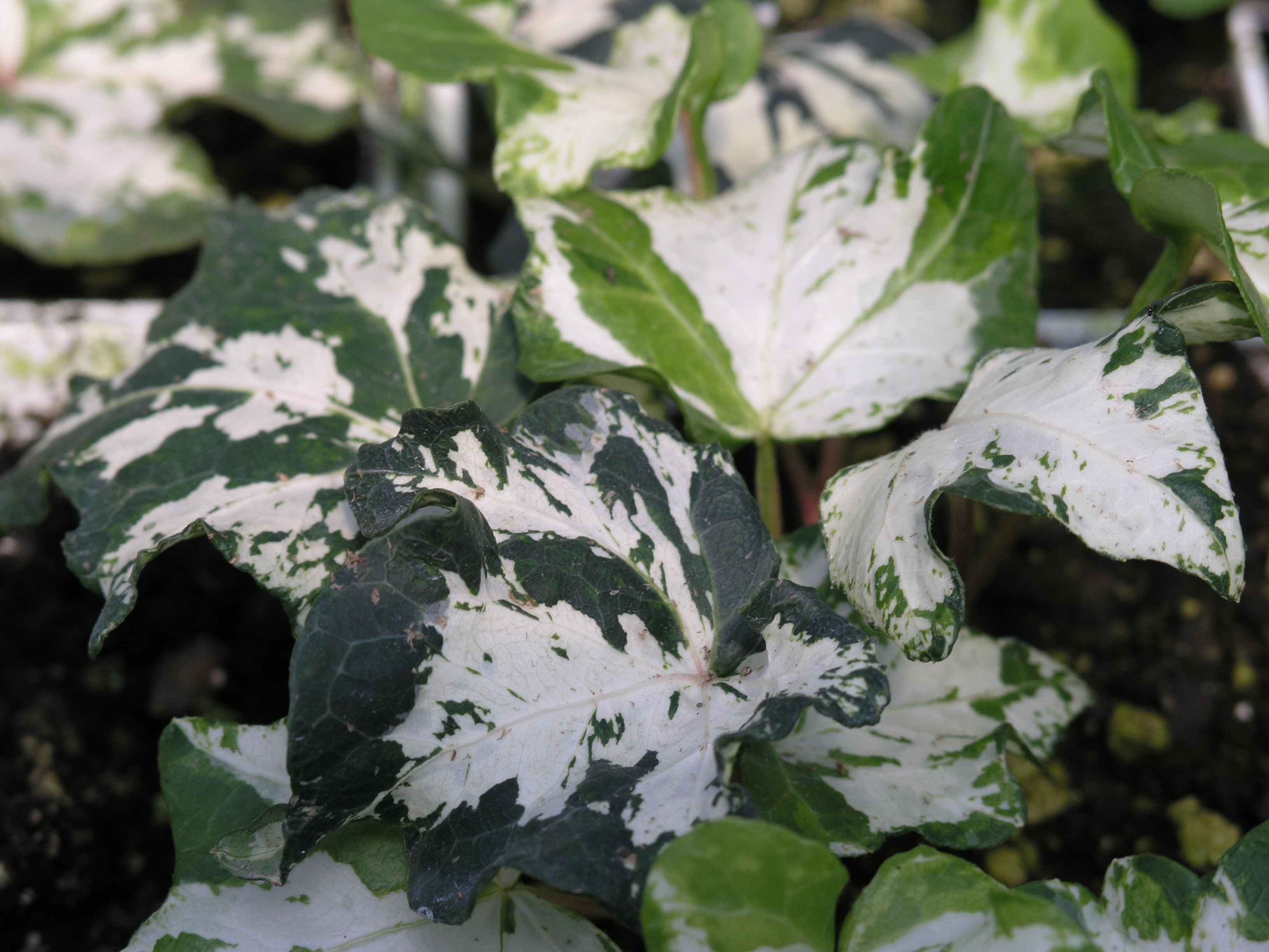 Hedera helix 'Calico'   / Hedera helix 'Calico'  