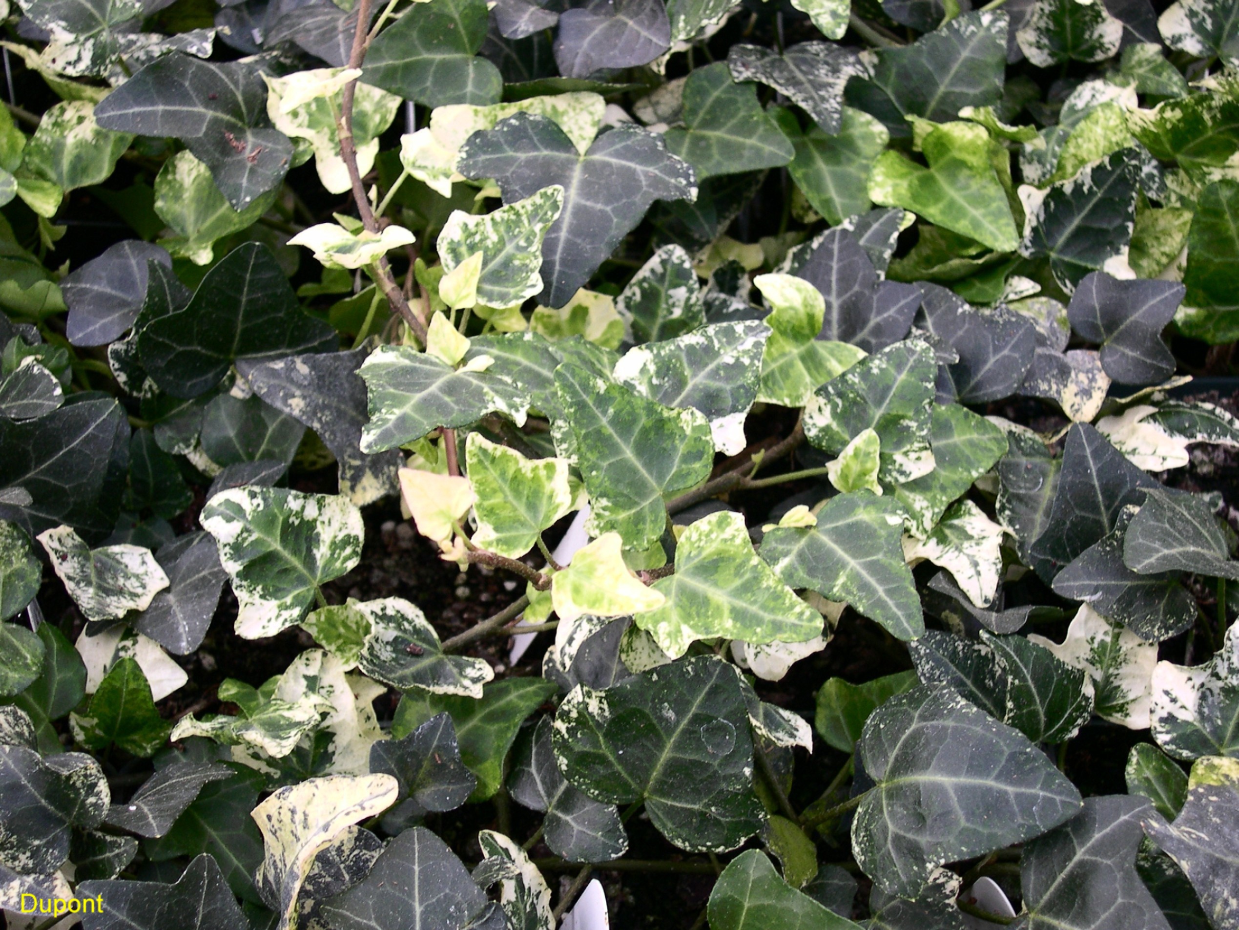 Hedera helix 'Dealbata'   / Dealbata English Ivy