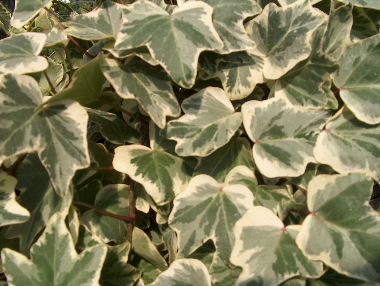 Hedera helix 'Galcier'  / Glacier English Ivy