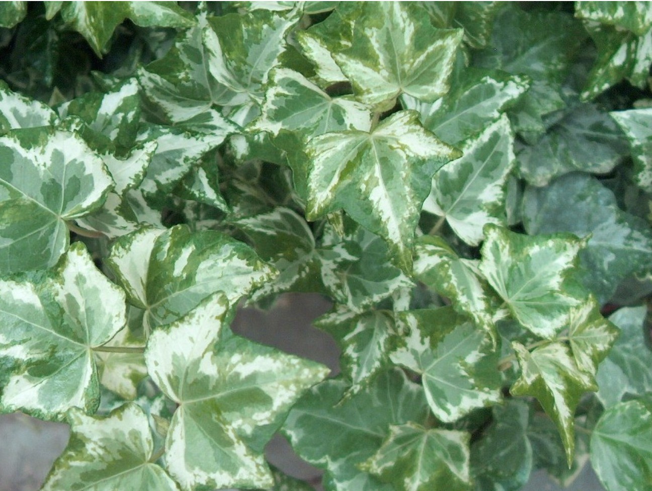 Hedera helix 'Golden Ingot'   / Golden Ingot English Ivy