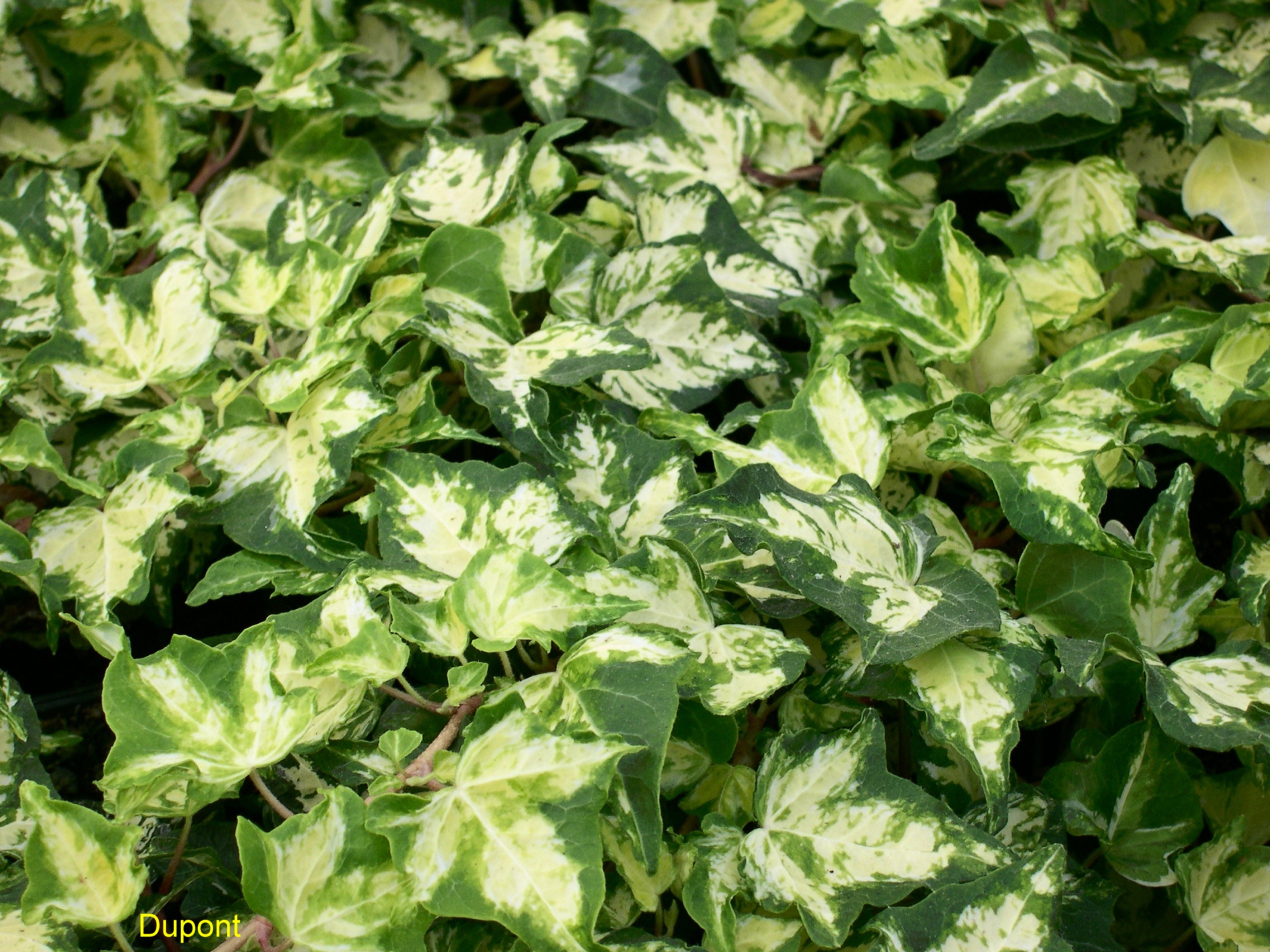 Hedera helix 'Kolibri'   / Hedera helix 'Kolibri'  