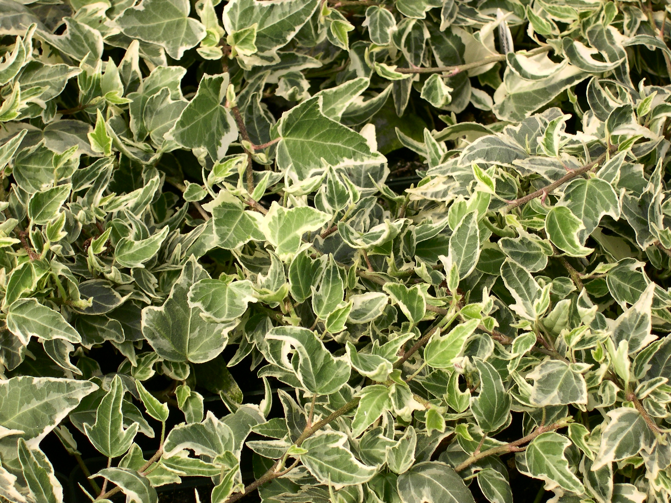 Hedera helix 'Mini Esther'   / Hedera helix 'Mini Esther'  