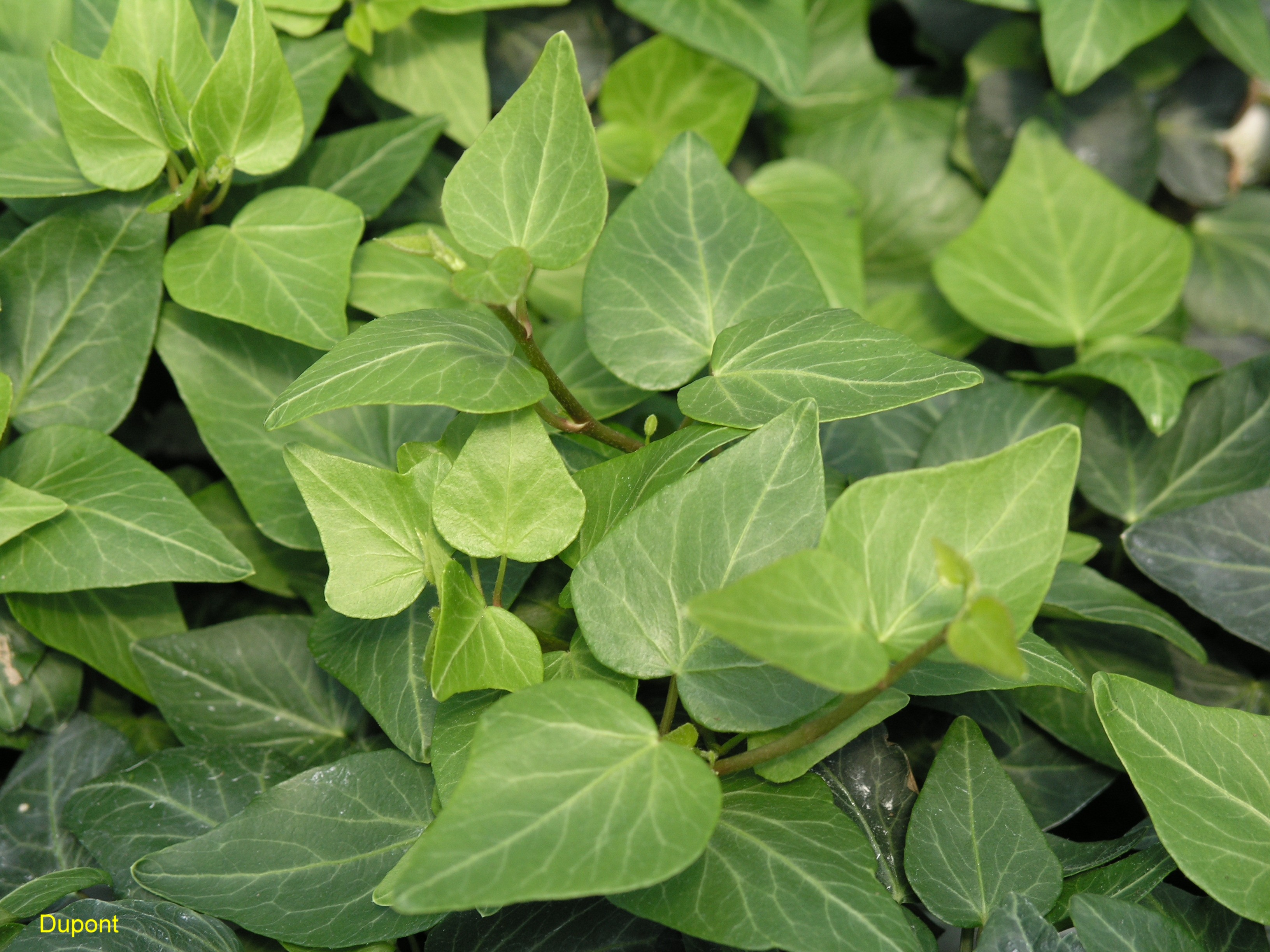 Hedera helix 'Nastaja'   / Hedera helix 'Nastaja'  