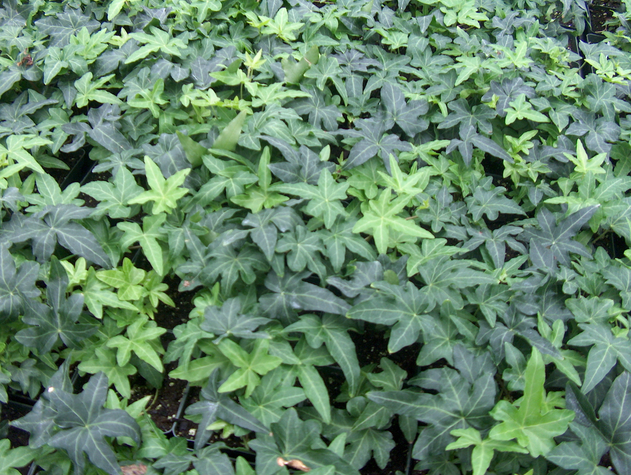 Hedera helix 'Patricia'  / Patricia English Ivy