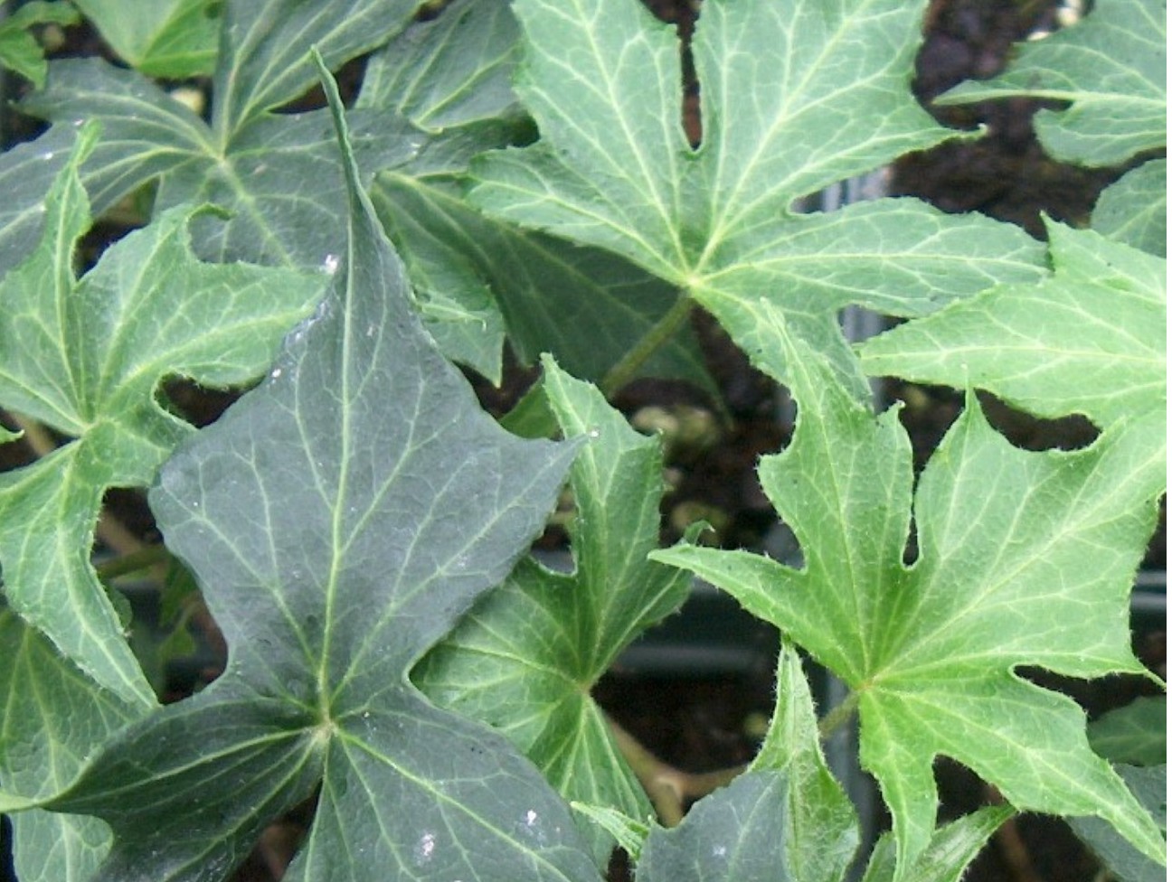 Hedera helix 'Ritterkreuz'   / Ritterkreuz English Ivy