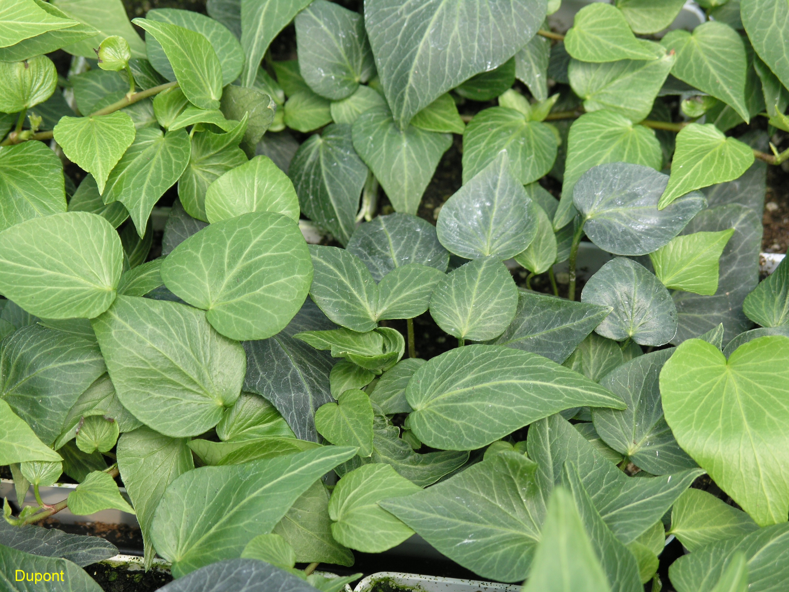 Hedera helix 'Teardrop'   / Hedera helix 'Teardrop'  