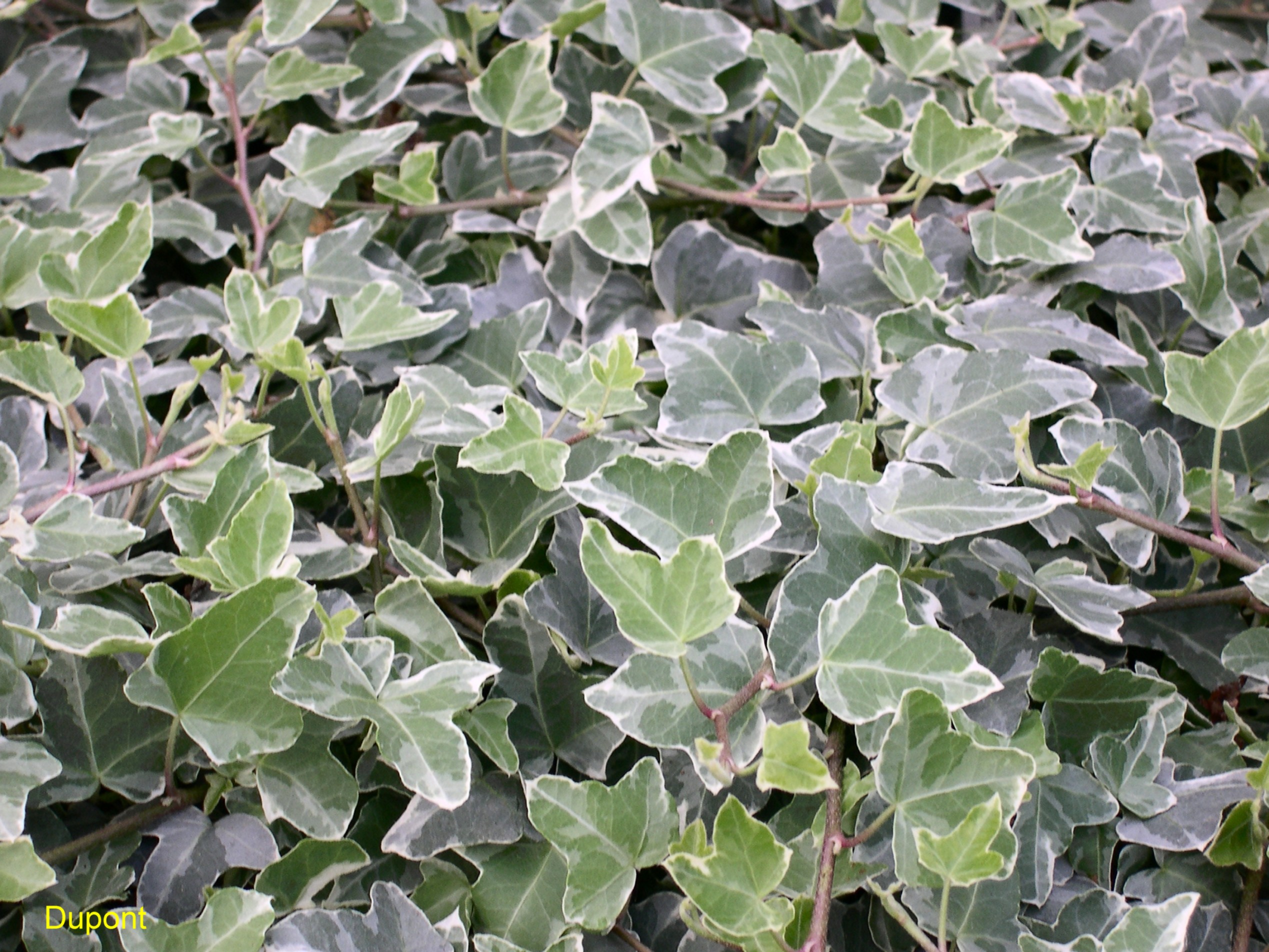 Hedera helix 'William Kennedy'   / Hedera helix 'William Kennedy'  