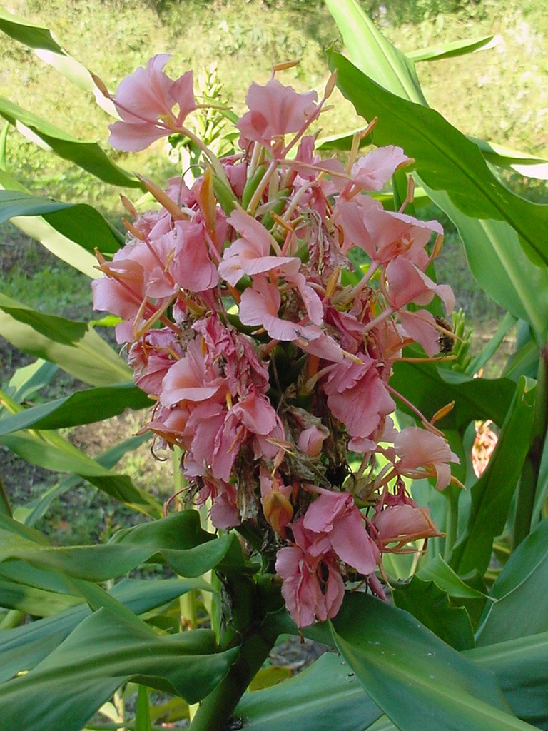 Hedychium 'Elizabeth'  / Hedychium 'Elizabeth' 