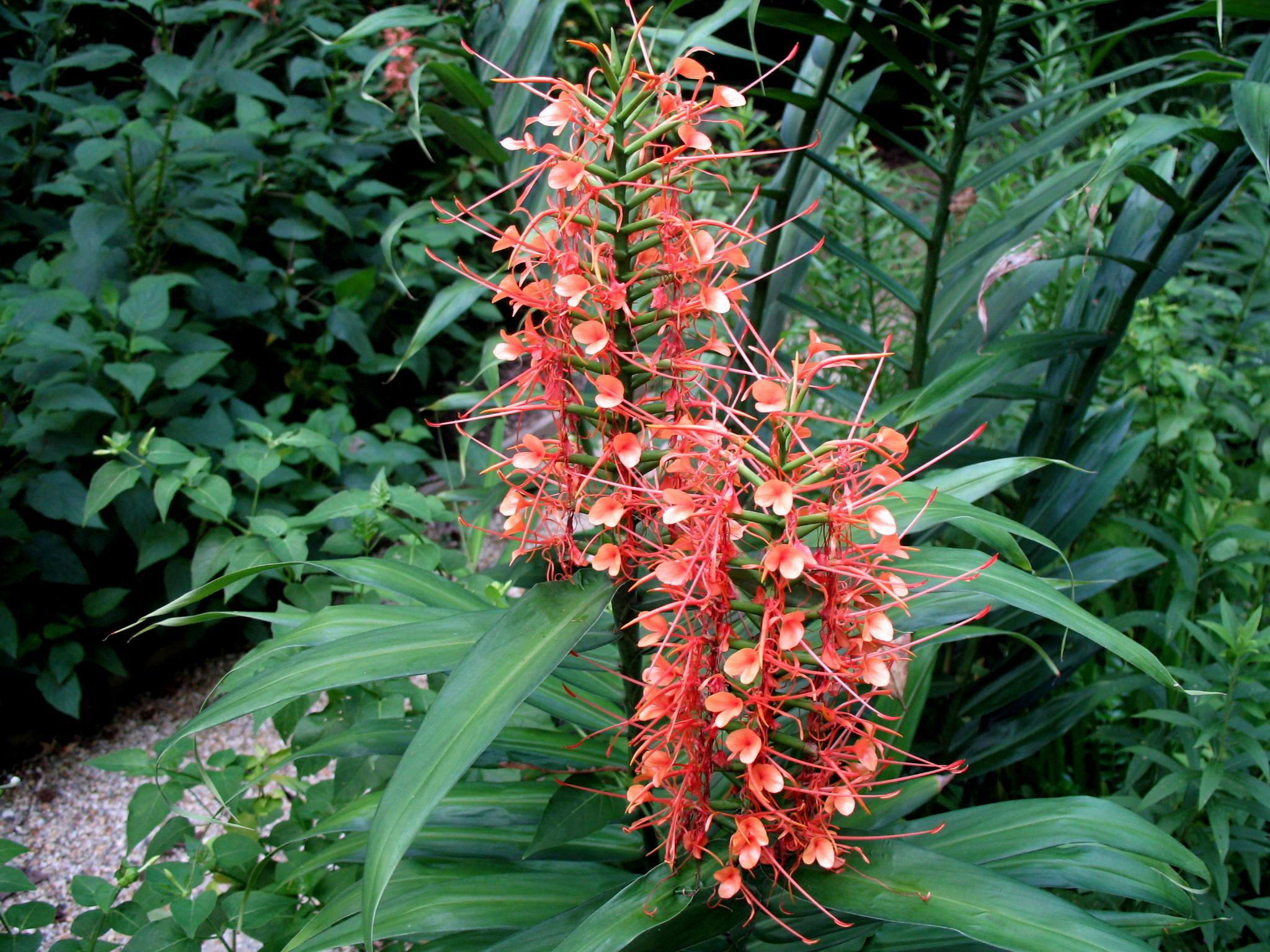 Hedychium 'Tai Empress'   / Tai Empress Ginger