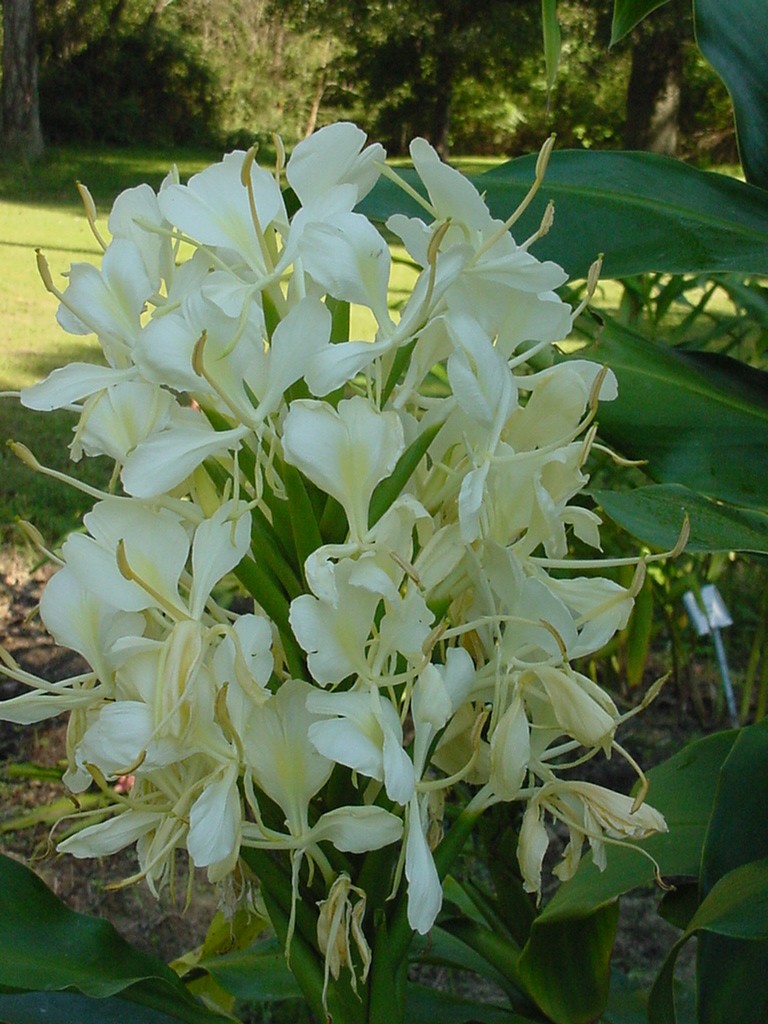 Hedychium 'Tai Mammoth'   / Hedychium 'Tai Mammoth'  