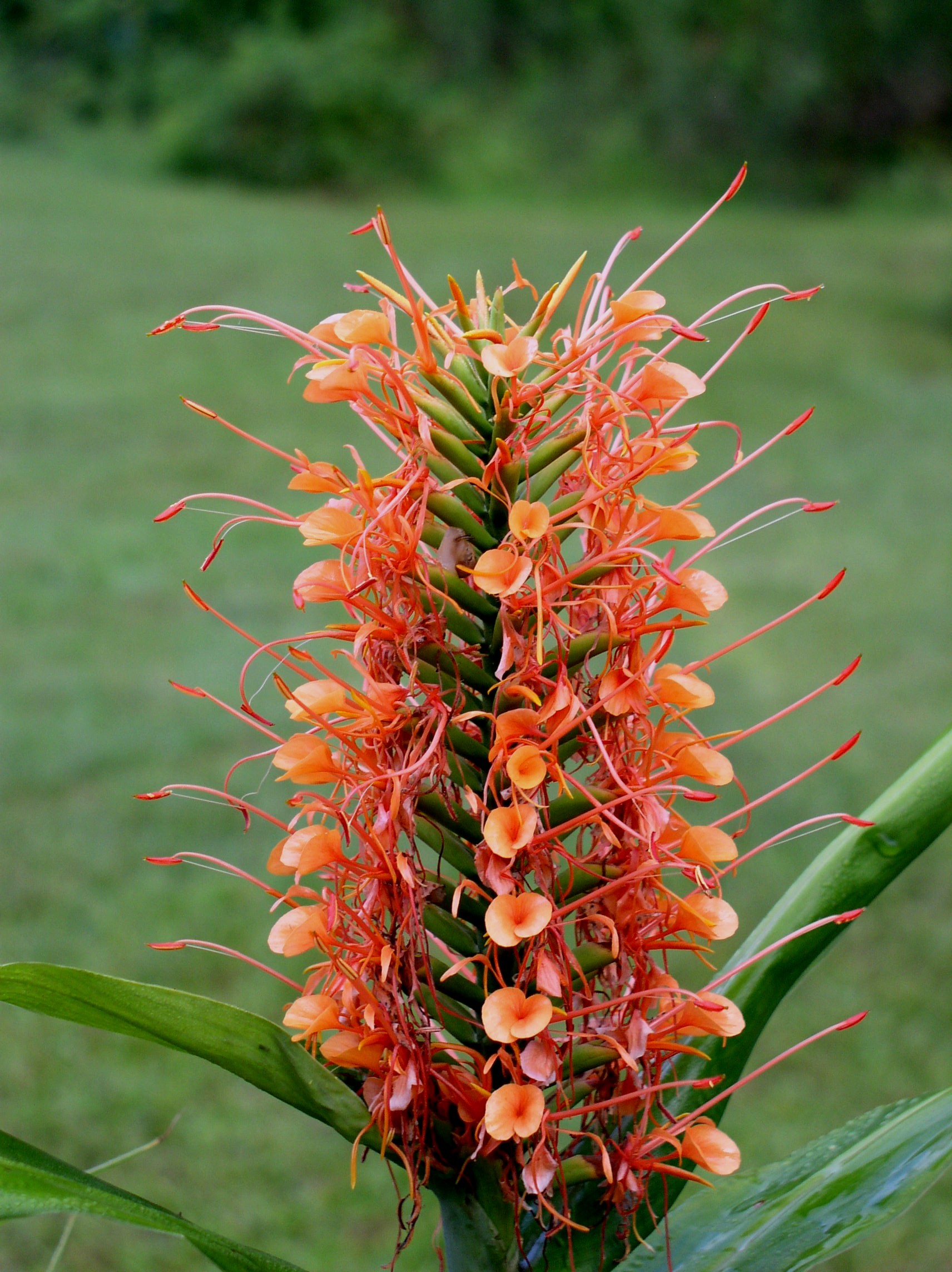 Hedychium coccineum 'Disney'   / Disney Ginger