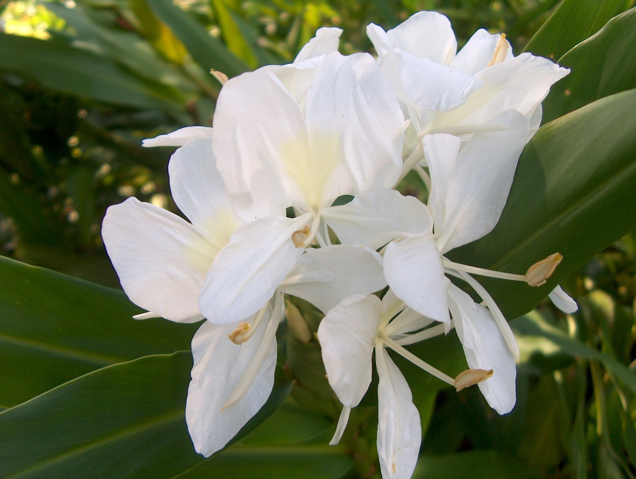 Hedychium coronarium / Hedychium coronarium