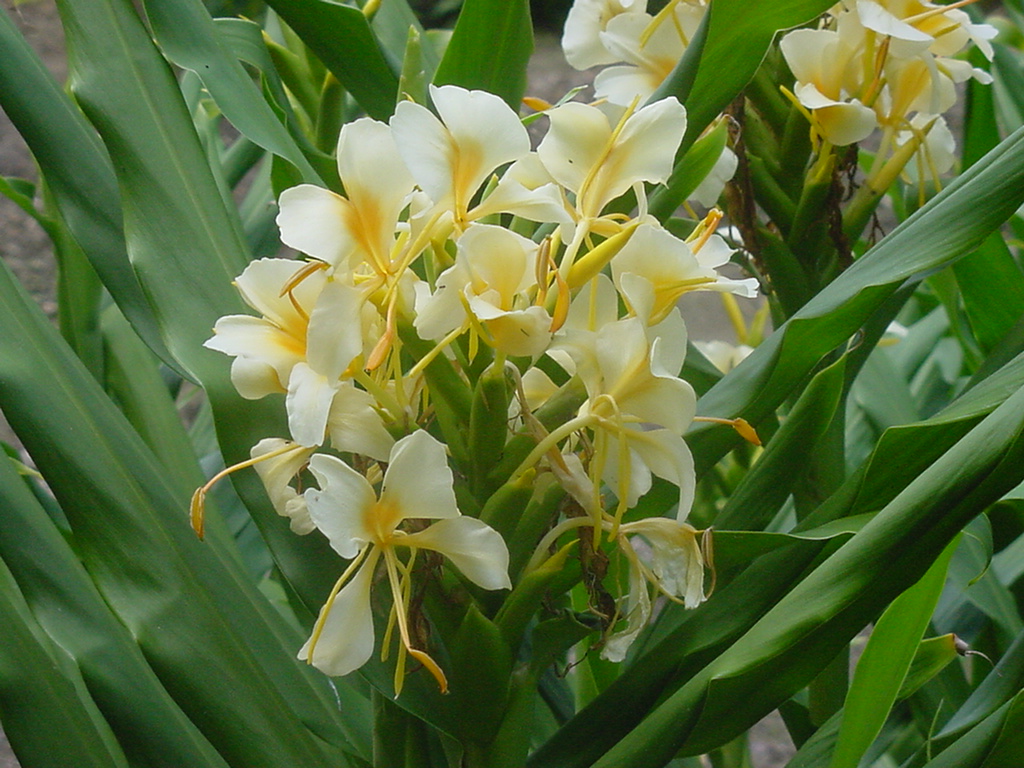 Hedychium flavum  / Yellow Butterfly Ginger