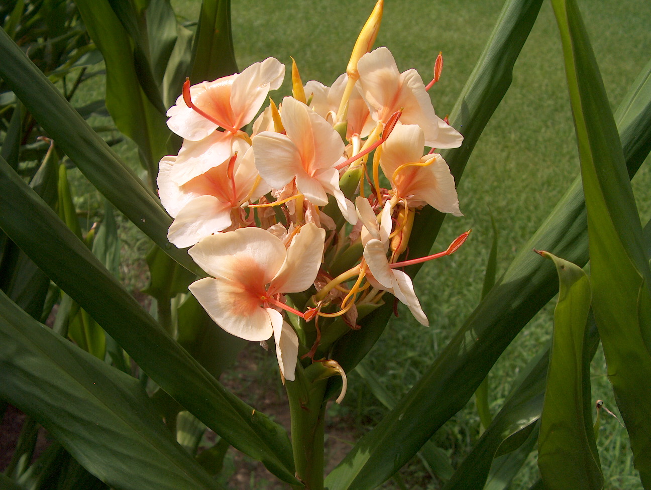 Hedychium gardnerianum 'Empress'  / Hedychium gardnerianum 'Empress' 