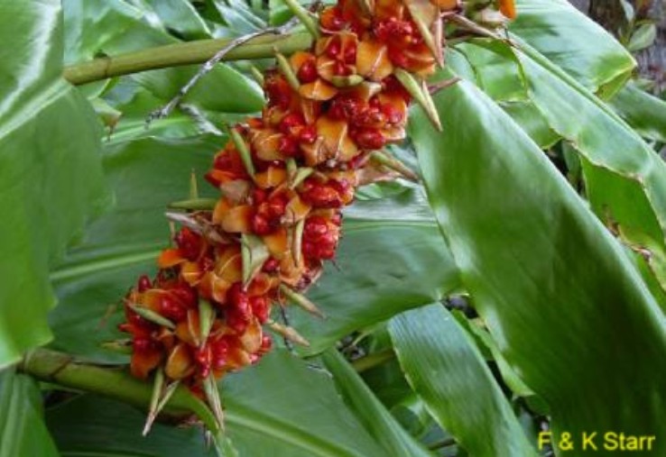 Hedychium gardnerianum / Kahili Ginger