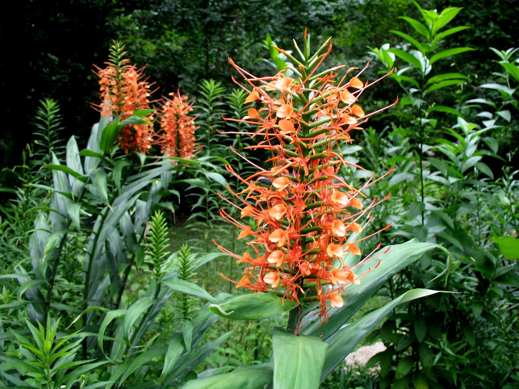 Hedychium species / Ginger