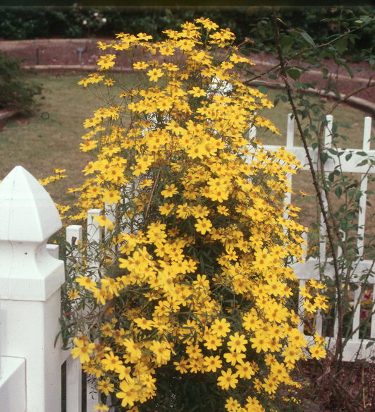 Helianthus angustifolius / Narrow-Leaved Sunflower