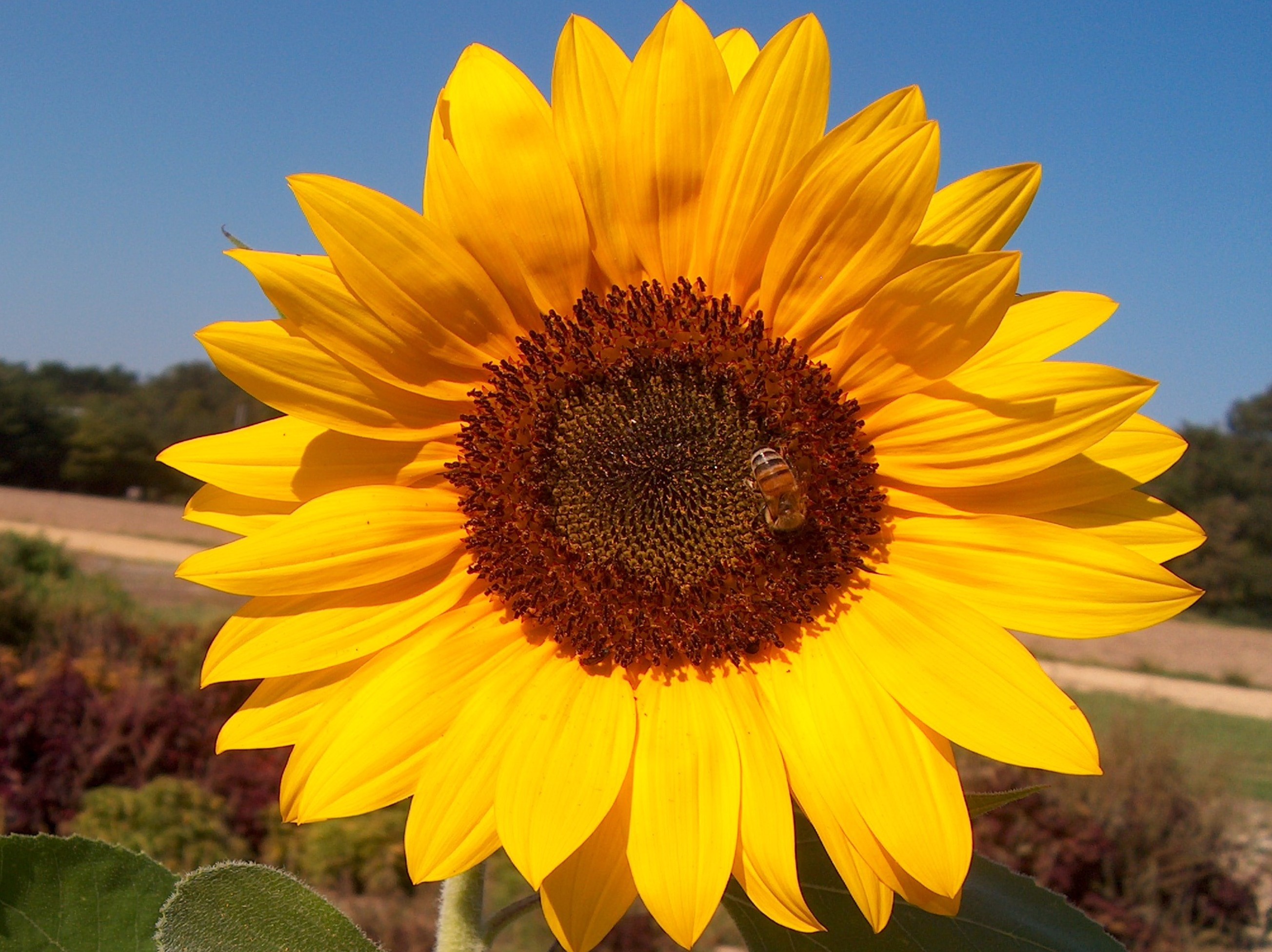 Helianthus annuus  / Sunflower