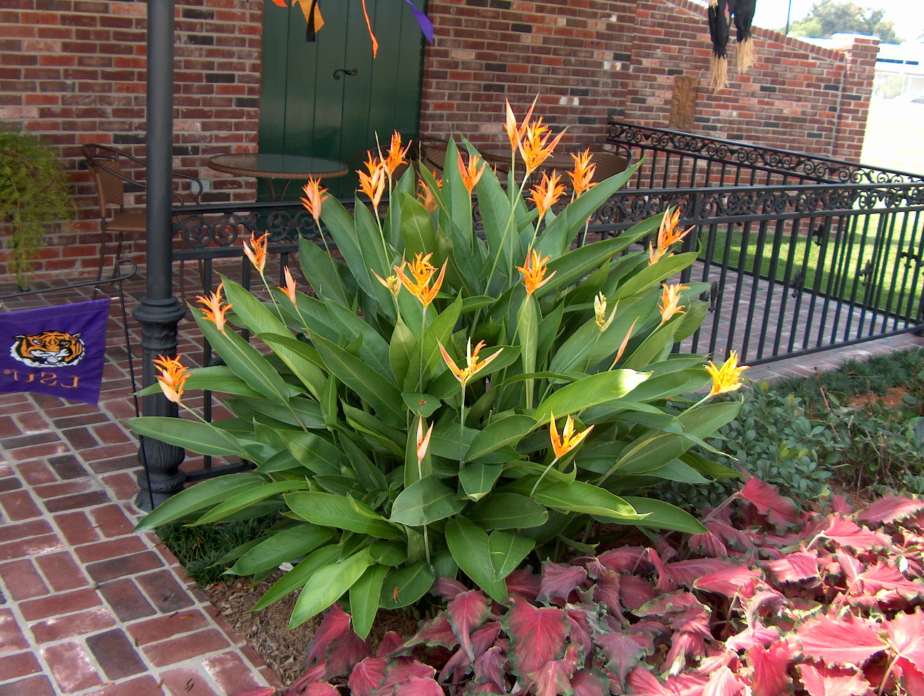 Heliconia psittacorum 'Choconiana'   / Heliconia psittacorum 'Choconiana'  