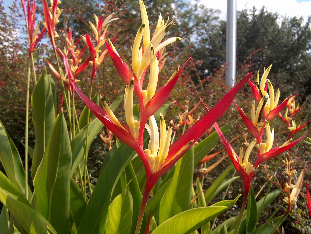 Heliconia psittacorum 'Lady Di'   / Lady Di Heliconia