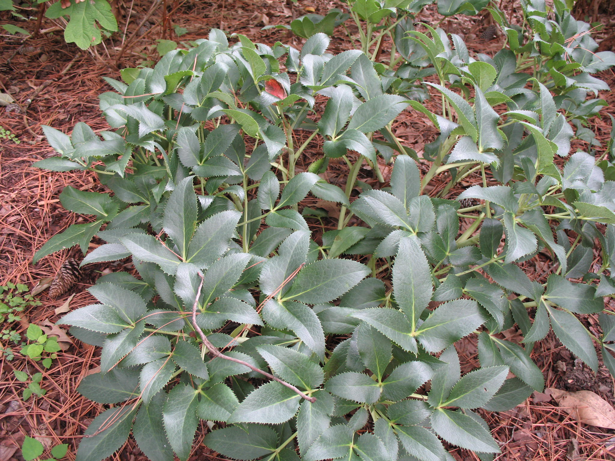 Helleborus argutifolius   / Helleborus argutifolius  