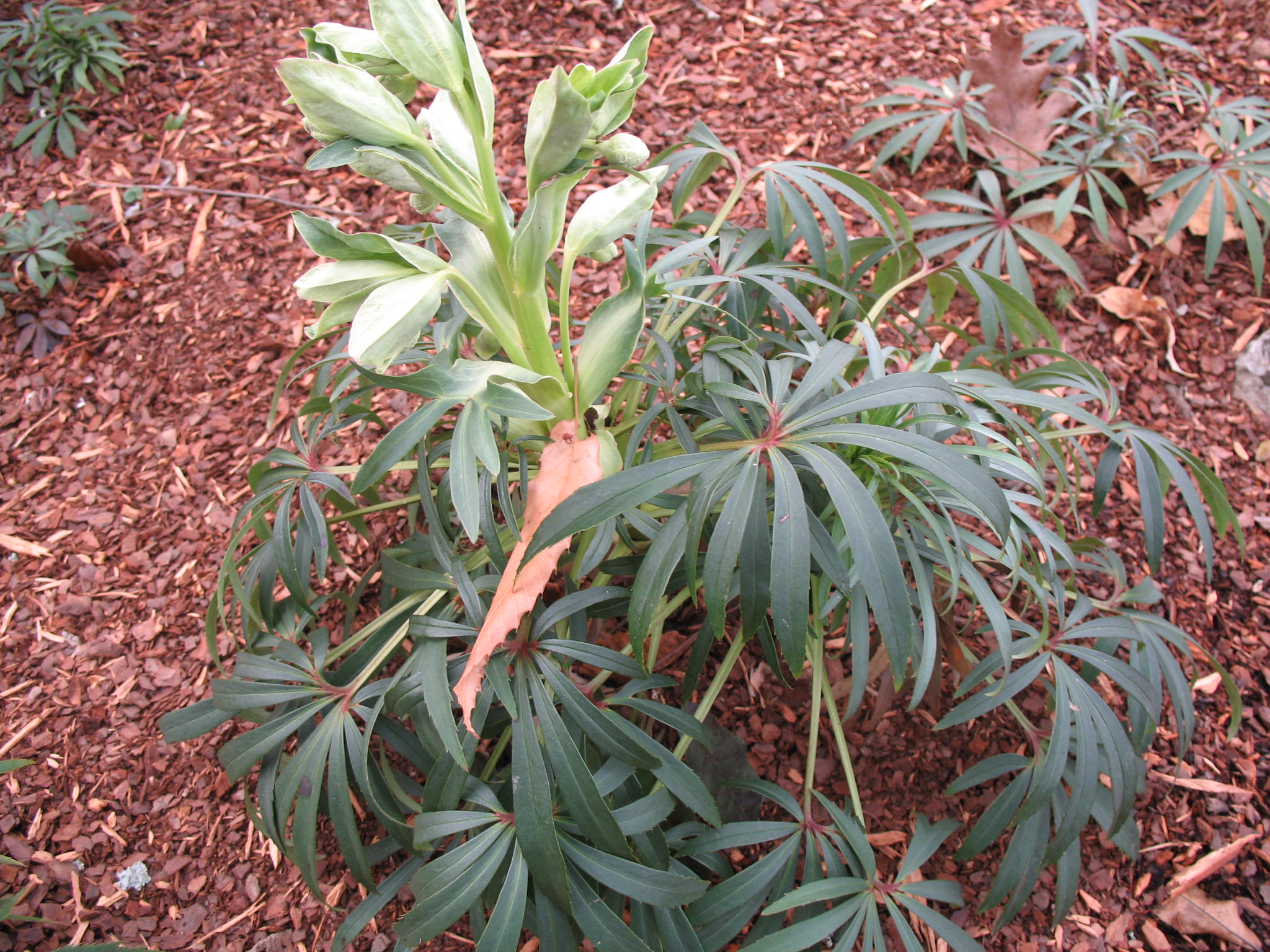 Helleborus foetidus / Stinking Hellebore