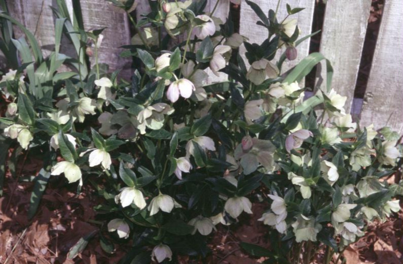 Helleborus niger / Christmas Rose