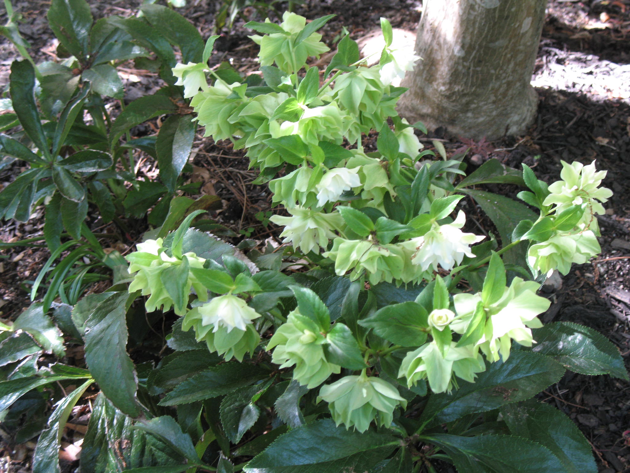 Helleborus orientalis / Lenten Rose