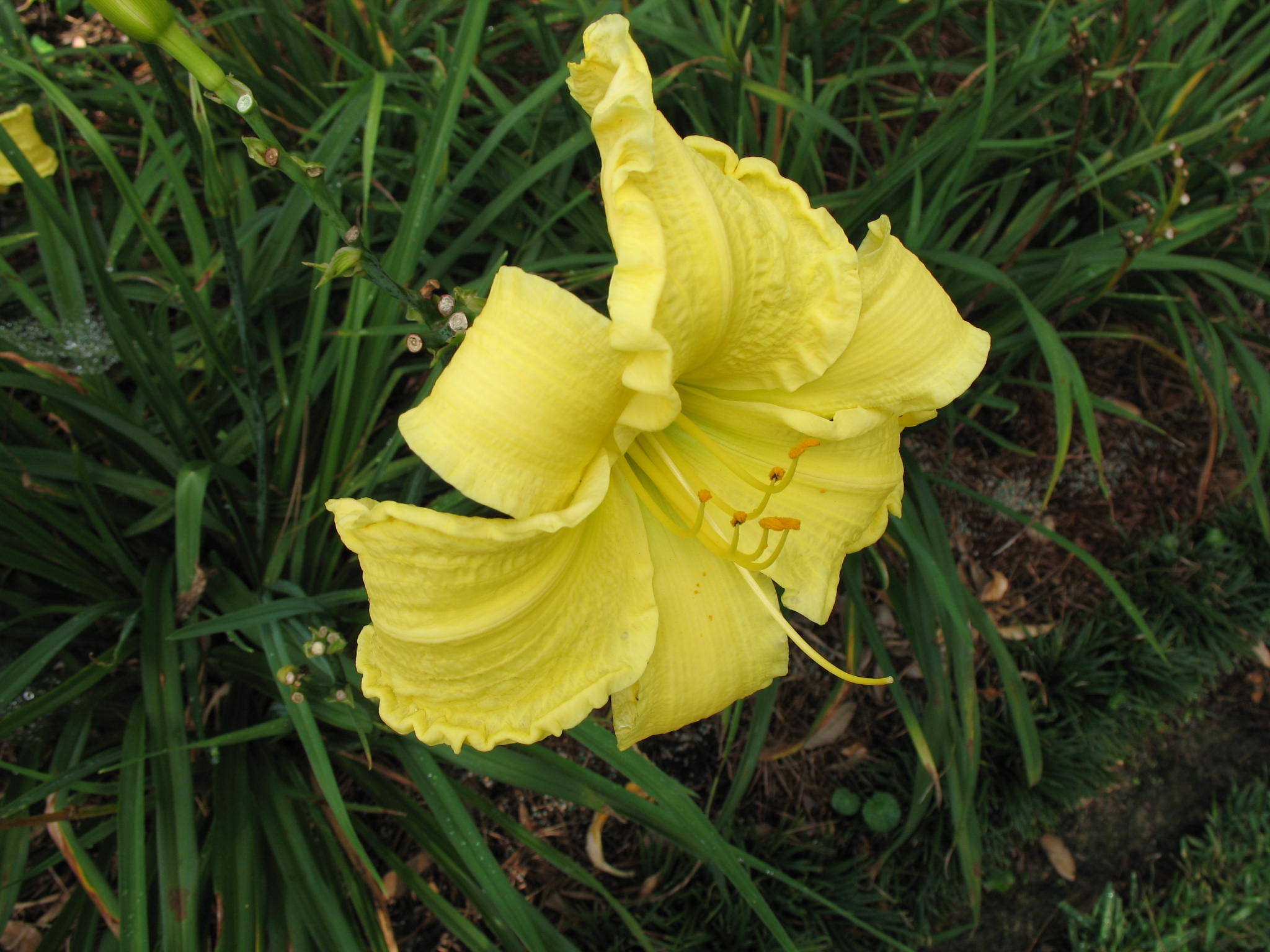 Hemerocallis 'Mr. Clifford'  / Mr. Clifford Daylily