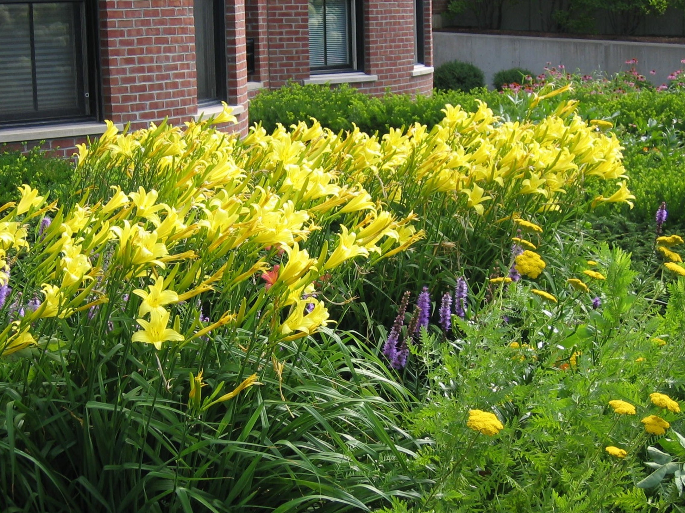 Hemerocallis fulva / Daylily