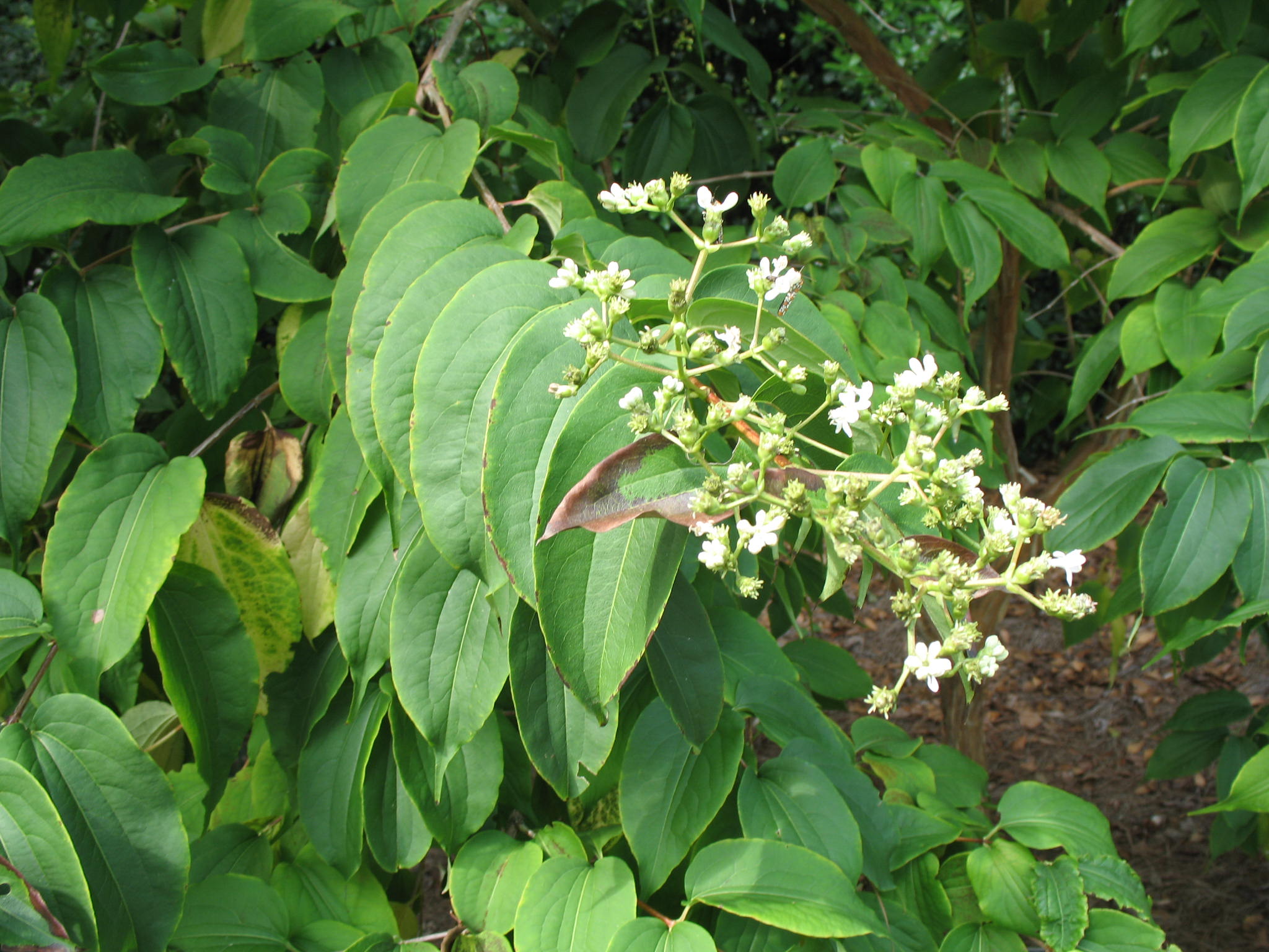 Heptacodium miconioides   / Seven-Son Flower