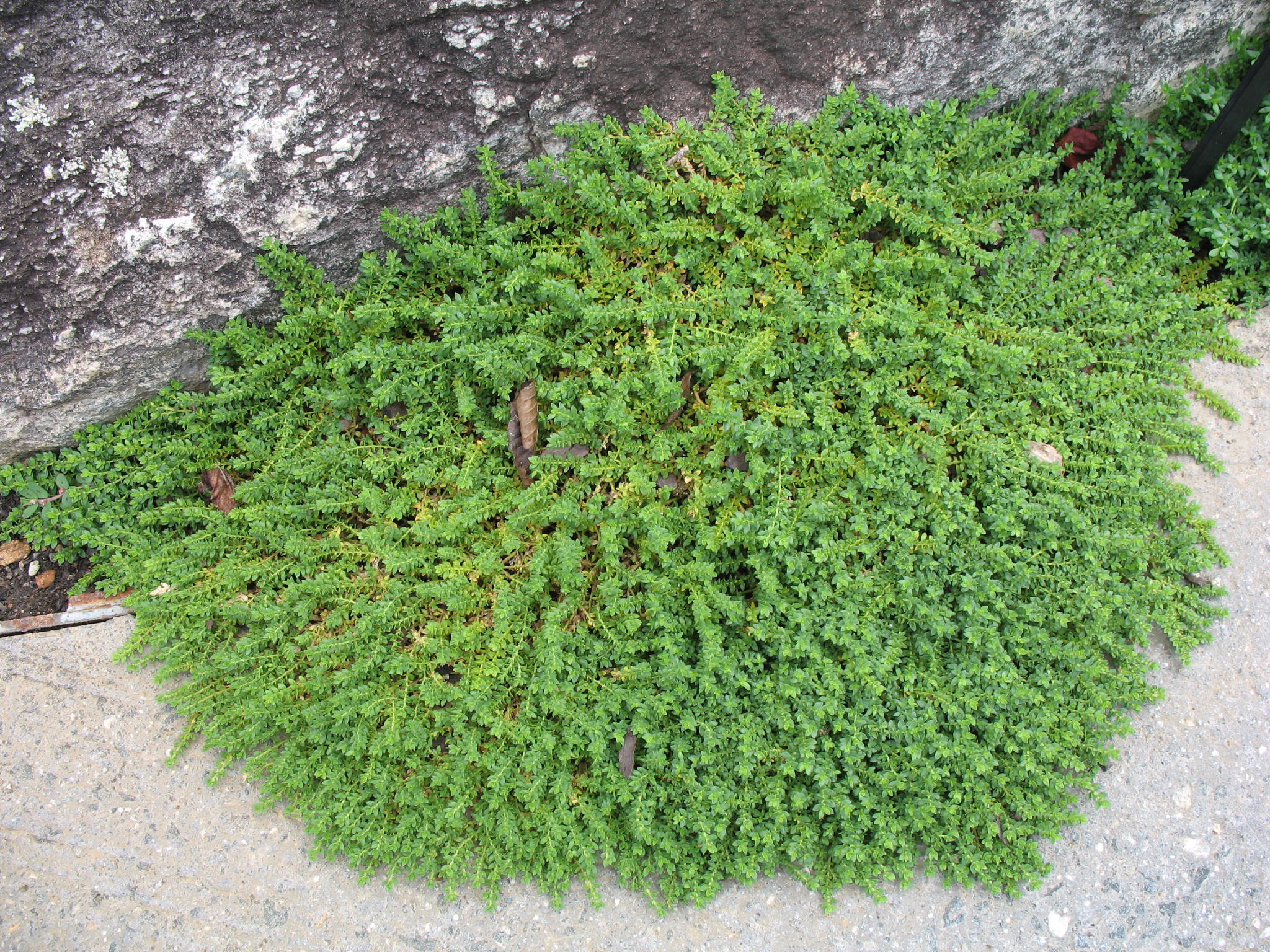Herniaria glabra   / Rupturewort