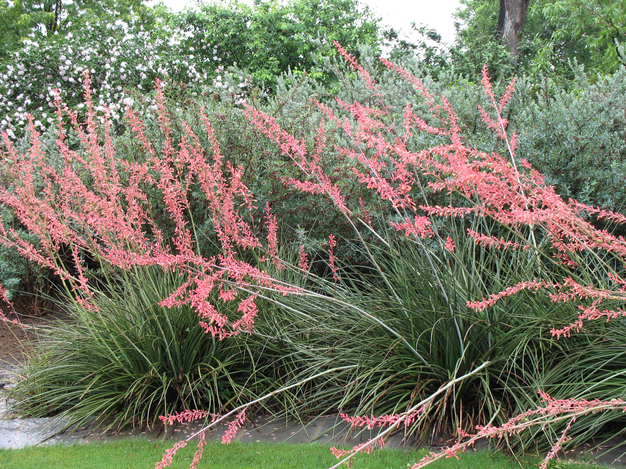 Hesperaloe parviflora  / Red Yucca