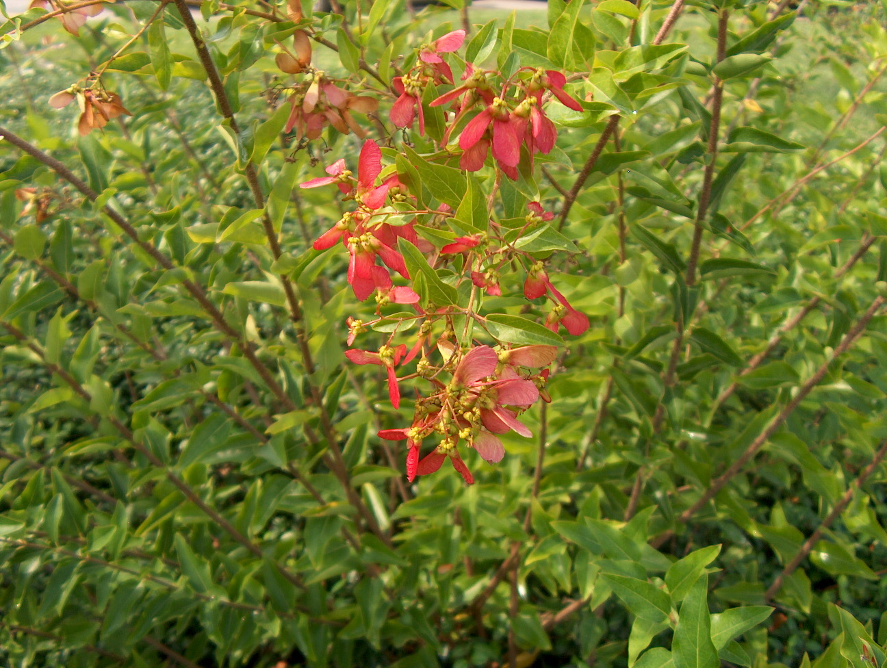 Heteropterys salicifolia / Heteropterys salicifolia