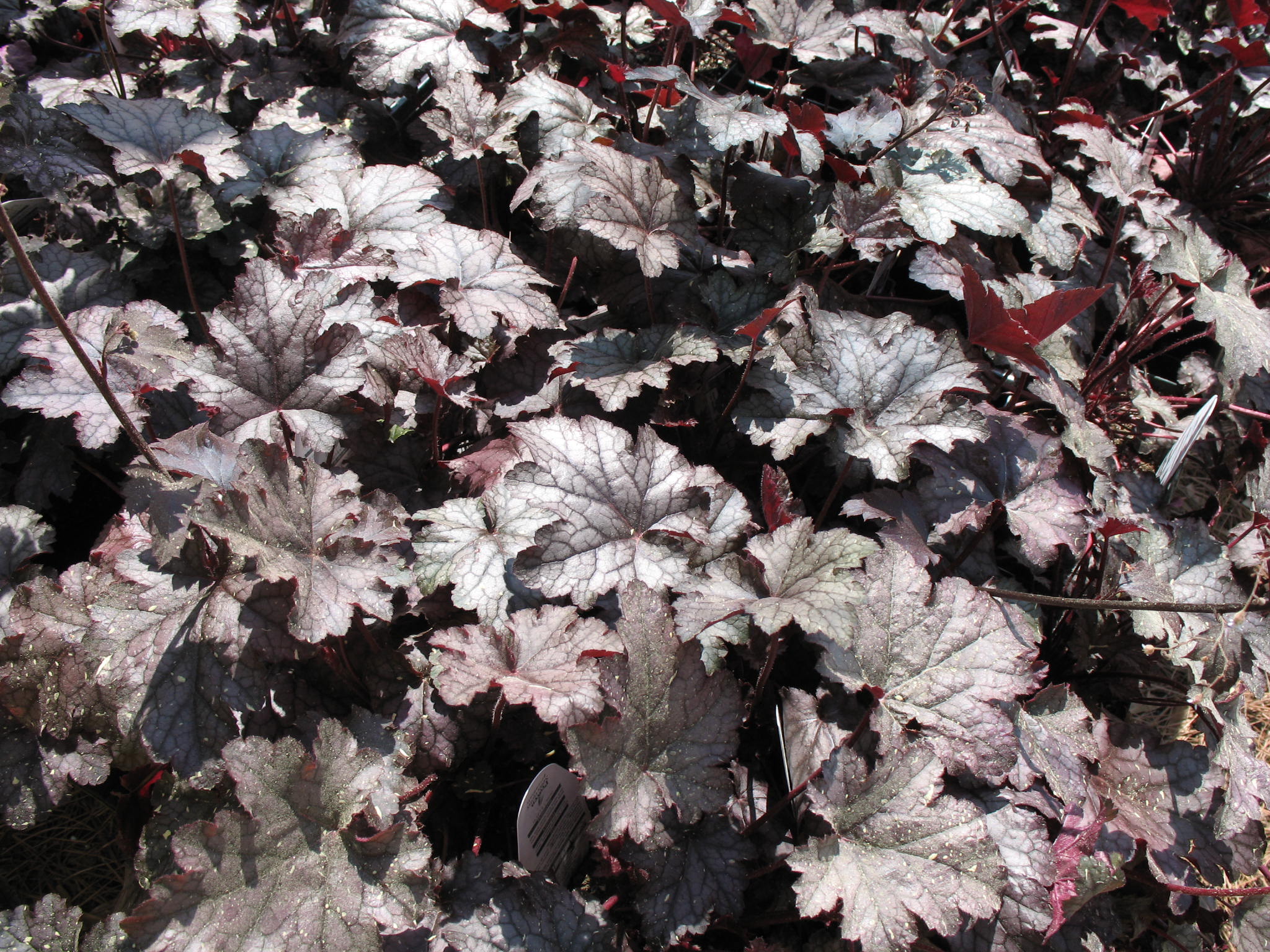 Heuchera 'Amethyst Myst'   / Heuchera 'Amethyst Myst'  