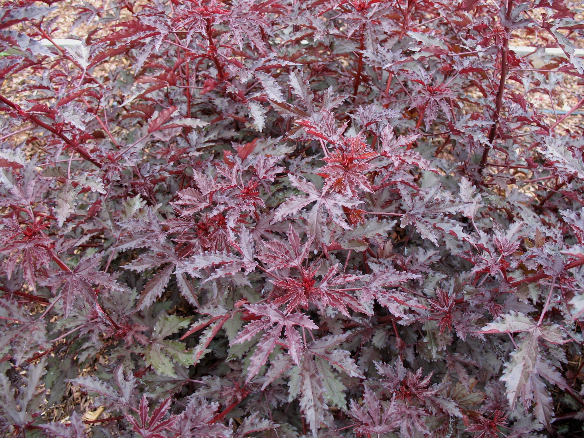 Hibiscus acetosella / Maple Sugar Hibiscus