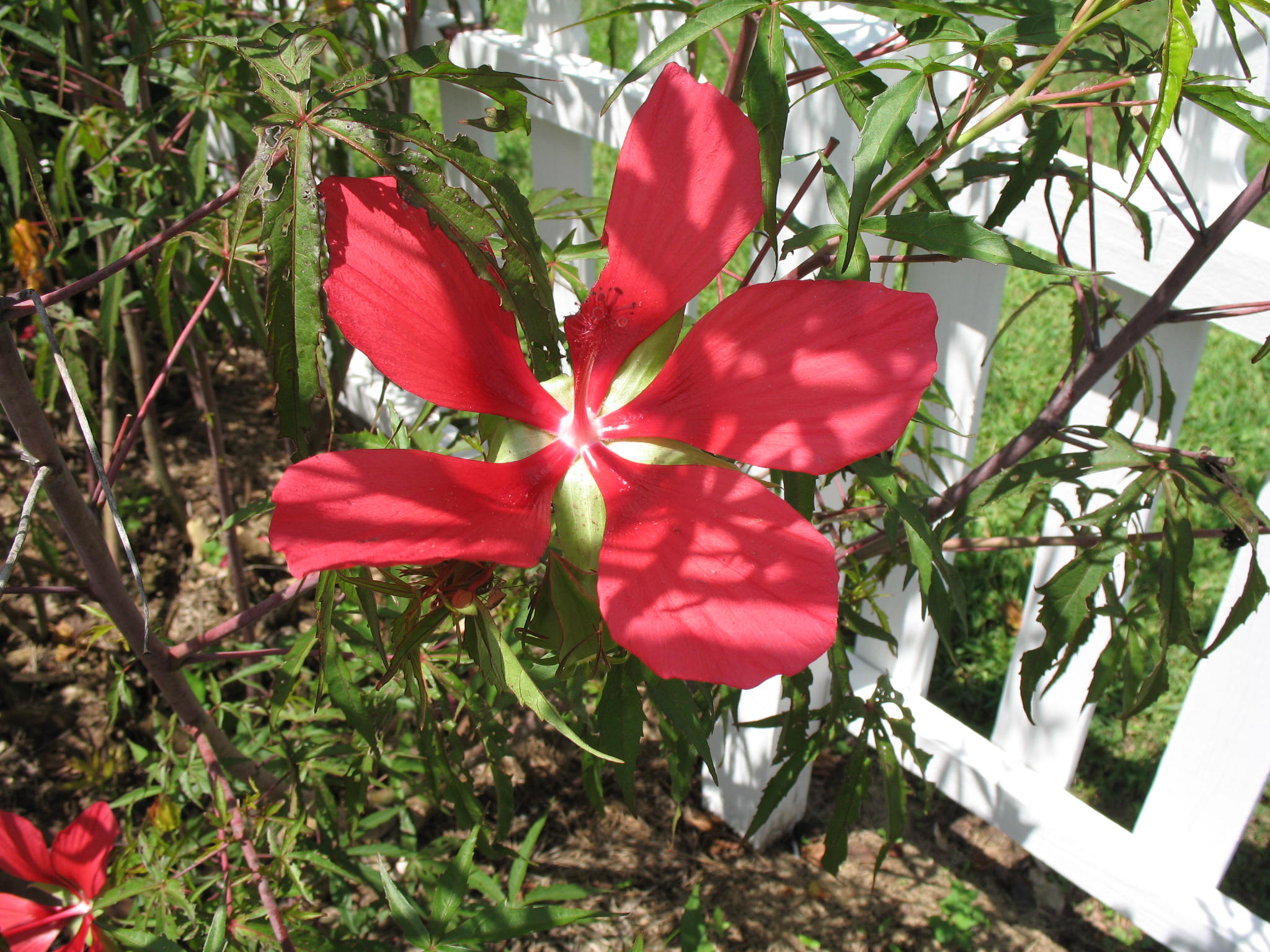 Hibiscus coccineus / Texas Star Hibiscus