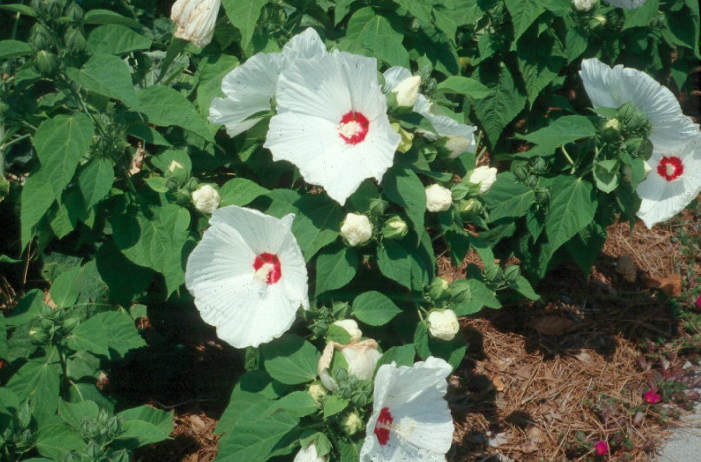 Hibiscus lasiocarpus / Rose Mallow