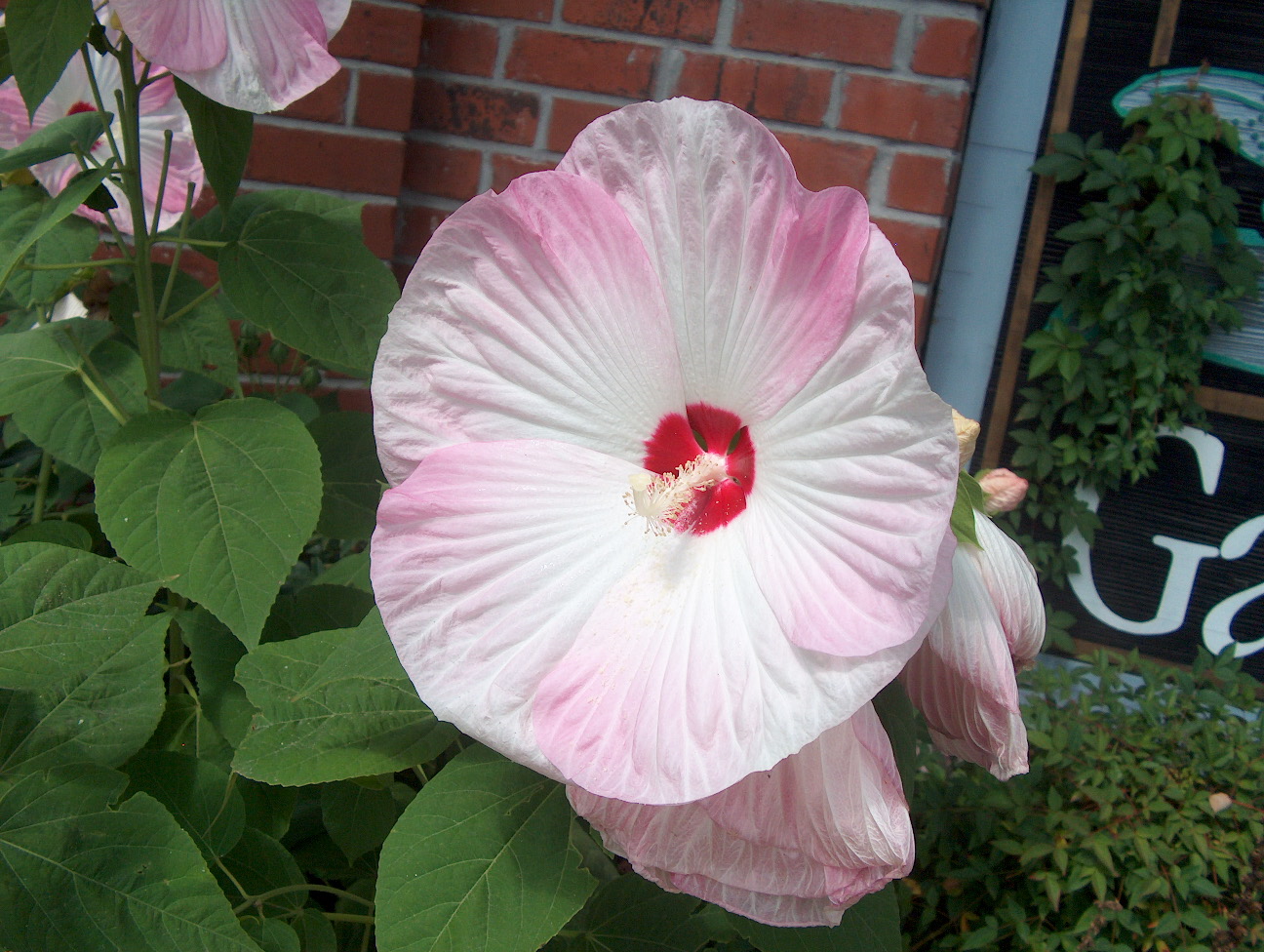 Hibiscus moscheutos 'Disco Belle Mix'   / Hibiscus moscheutos 'Disco Belle Mix'  