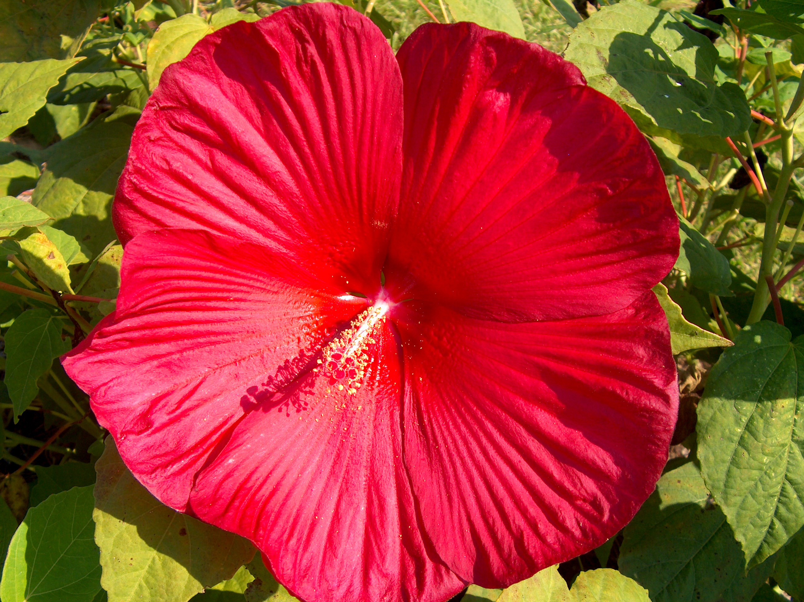 Hibiscus moscheutos 'Southern Belle Mix' / Red Swamp Mallow