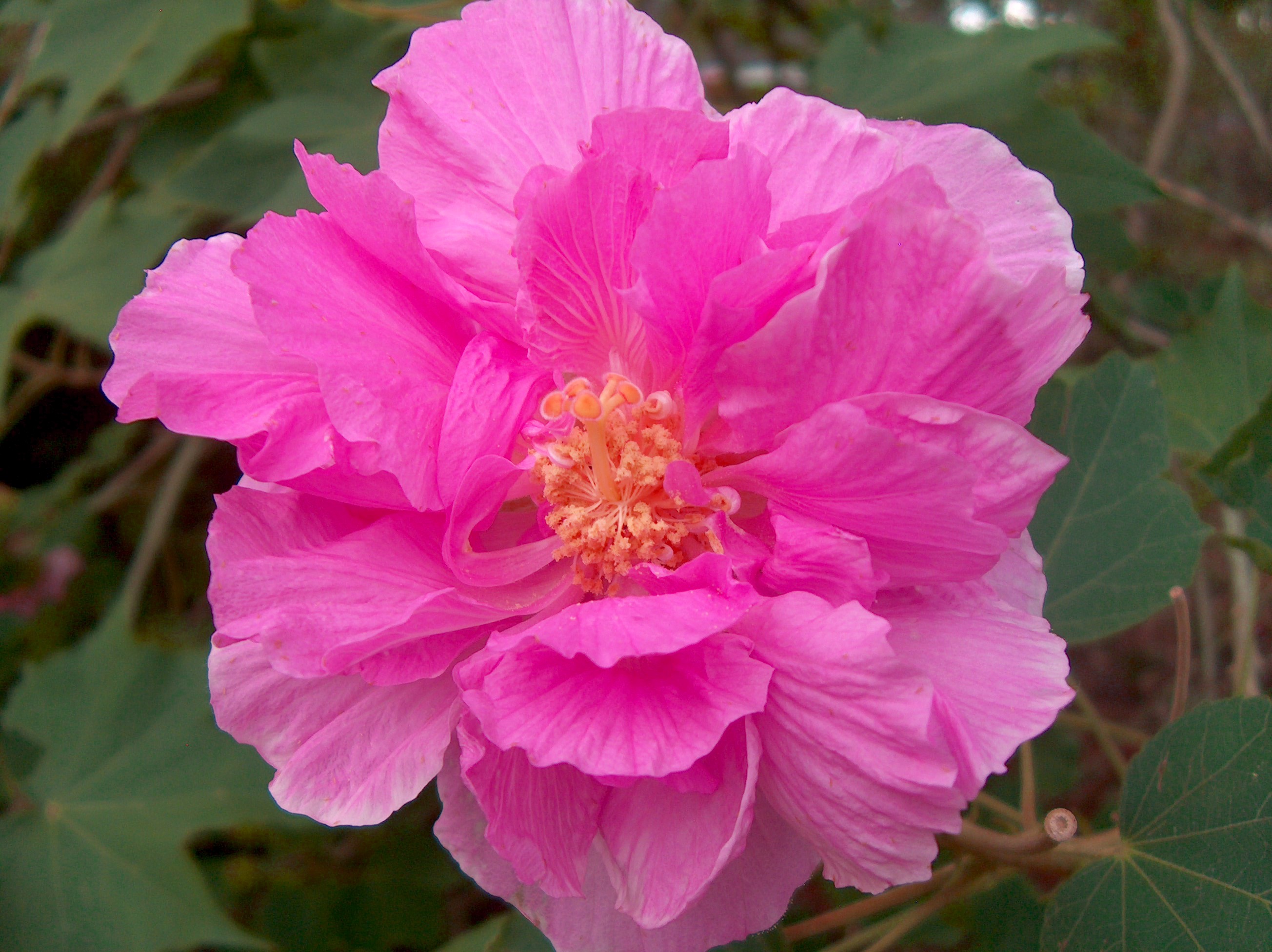 Hibiscus mutabilis / Confederate Rose